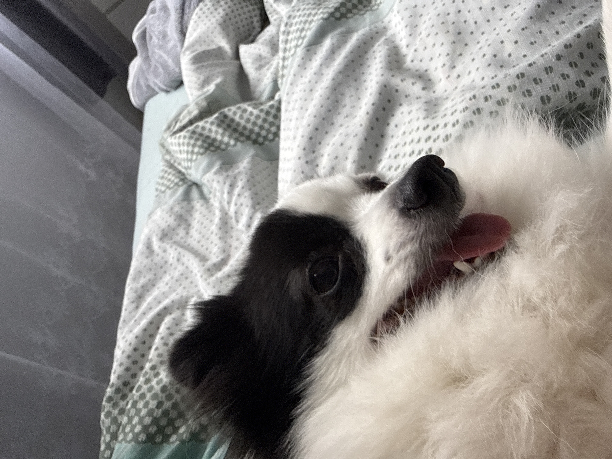 A close-up shot features a black and white dog lying on a bed covered with a patterned bedsheet. The dog is panting with its tongue protruding. No information is available to establish the location within Stara Zagora, Bulgaria.