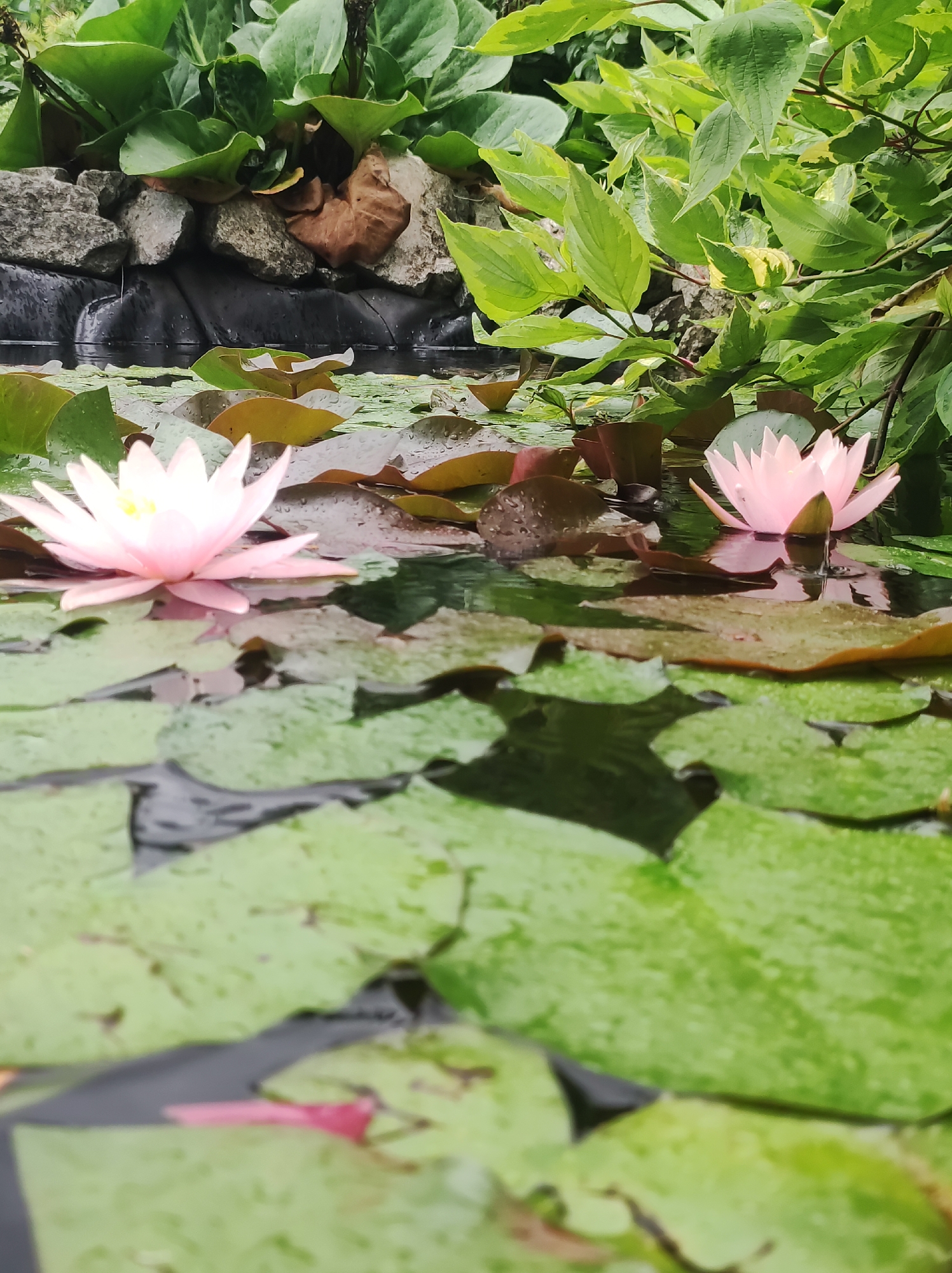 The image depicts a tranquil pond scene, possibly in a garden or park setting, in the city of Фоки, Russia. The foreground is dominated by lush, green lily pads floating on the water's surface. Two delicate pink water lilies are in bloom, their petals unfurling towards the light. One lily is positioned closer to the left, with its reflection shimmering on the water, while the other is further to the right. The background features a rocky embankment covered with dense green foliage, creating a naturalistic border for the pond. The water itself appears calm, reflecting the surrounding greenery and the blossoms. The overall impression is one of natural beauty and serenity.