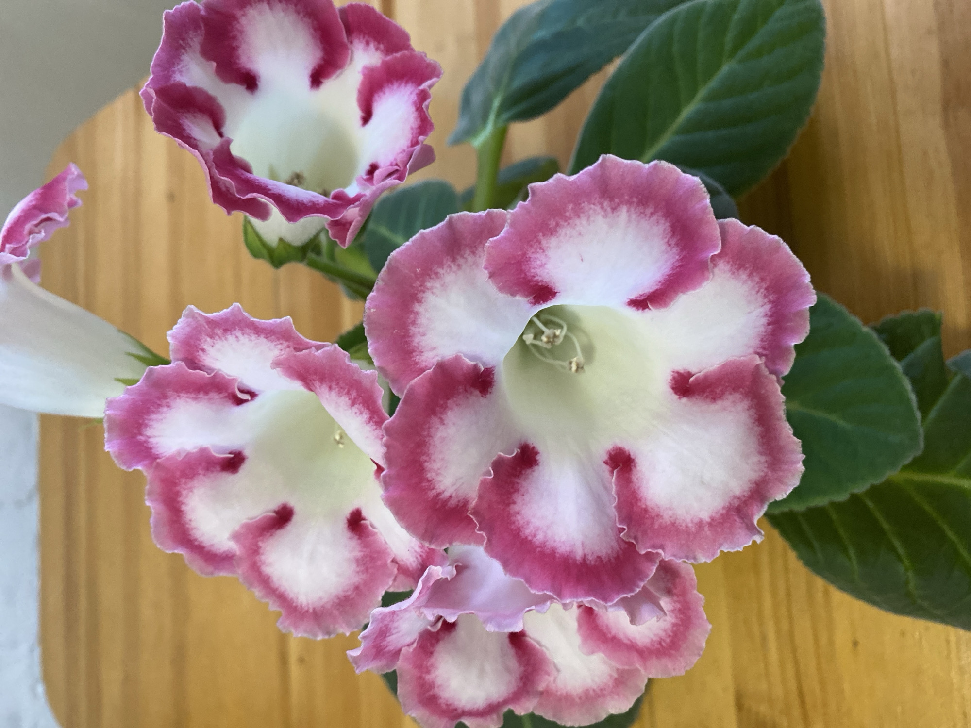 A close-up photograph captures a cluster of five vibrant pink and white flowers, likely Gloxinia, set against a smooth, light-brown wooden surface. The flowers are in full bloom, with delicate, ruffled petals that transition from a bright white center to a rich fuchsia at the ruffled edges. Small, dark pink spots are visible within the white part of the petals, closer to the center of each bloom. Green leaves, velvety in appearance, emerge from beneath the flowers, adding a contrasting natural element to the composition. The background is softly blurred, suggesting a shallow depth of field, and appears to be a light-colored wall or surface, partially illuminated by natural light. No people are present in the image, and the scene is static, focusing solely on the floral arrangement. The photograph does not contain any elements that would suggest a specific location within Zelenodol'sk, Russia.