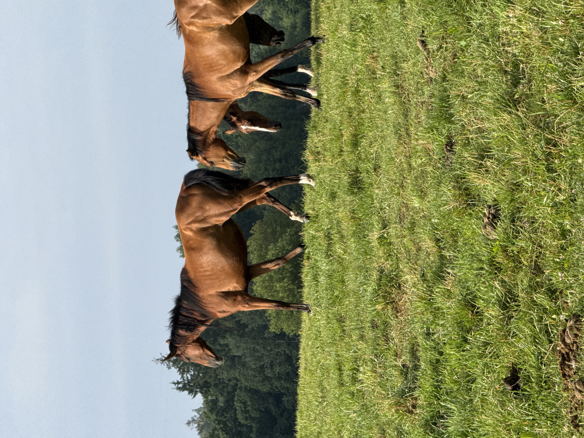 In Galinė, Lithuania, a herd of horses grazes in a lush green pasture under a clear blue sky. The horses, a mix of brown and dark brown coats, are captured mid-stride, their legs extended as they move across the field. Some horses are closer to the viewer, their powerful bodies and flowing manes clearly visible, while others are further in the background, partially obscured by the terrain and their companions. The field is dotted with patches of brown, suggesting dried grass or soil, and the background is a dense line of dark green trees. The sunlight casts distinct shadows, highlighting the contours of the horses and the texture of the grassy landscape. The scene is one of natural beauty and tranquil movement.