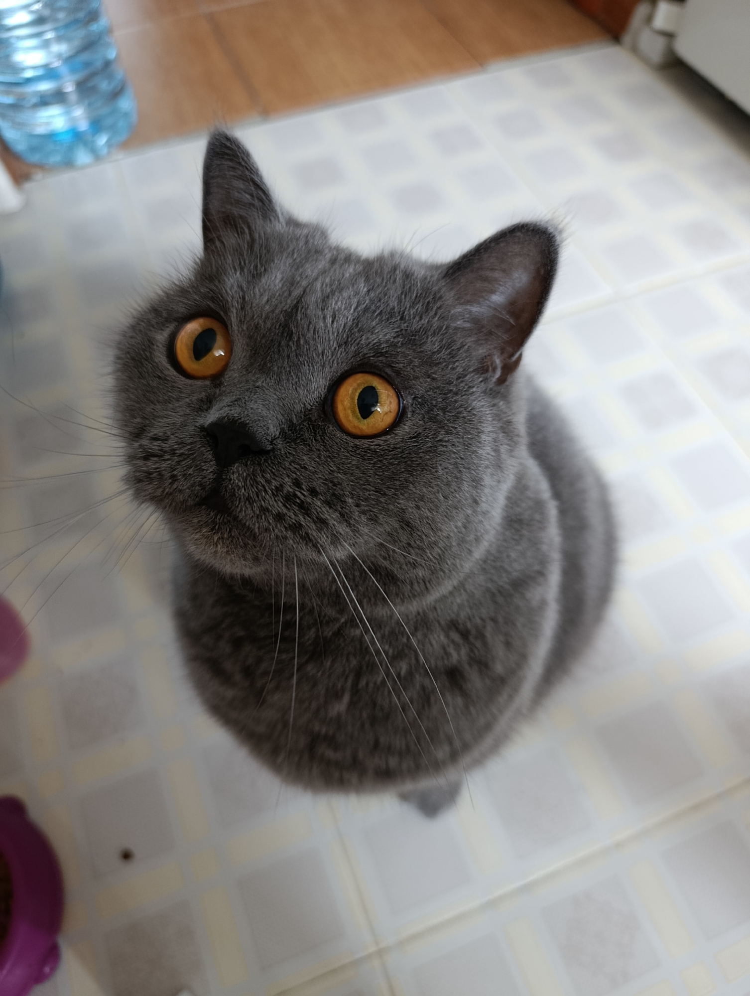A medium shot, eye-level, over-the-shoulder, high-angle view captures a fluffy, grey British Shorthair cat sitting on a tiled floor. The cat is looking up and to the left, with its large, round, orange eyes wide open. Its ears are pointed upwards and its whiskers are long and white. The cat's body is mostly visible, with its fur appearing dense and soft. The floor is made of light-colored square tiles with a subtle checkered pattern. In the blurred background, a partially visible clear plastic bottle with blue liquid is on the left, and what appears to be a white appliance or wall is on the right. A pink pet bowl is in the lower left corner, out of focus. The lighting is natural and appears to be coming from above.