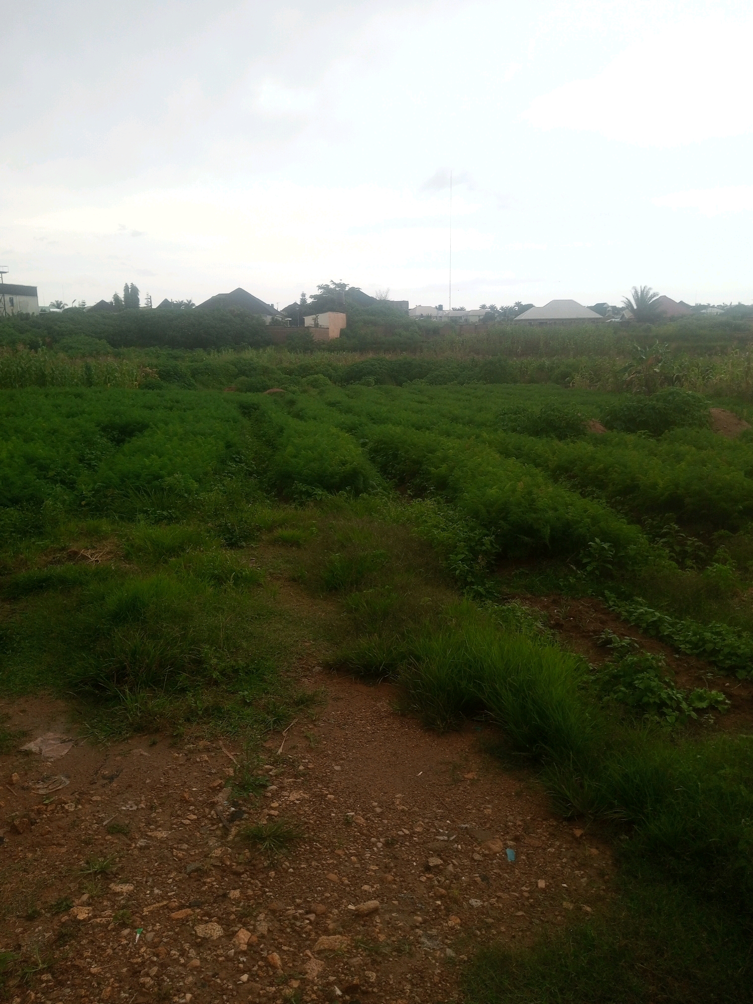 This image depicts an agricultural field in Gura Top, Nigeria. The field is characterized by rows of lush green crops, likely vegetables, suggesting active cultivation. In the background, residential buildings and some trees can be seen, indicating a transition from rural to semi-urban landscape. The sky is overcast, suggesting a cloudy day. The foreground shows a dirt path with loose stones, typical of unpaved roads in the region. There are no people or animals visible in the image.