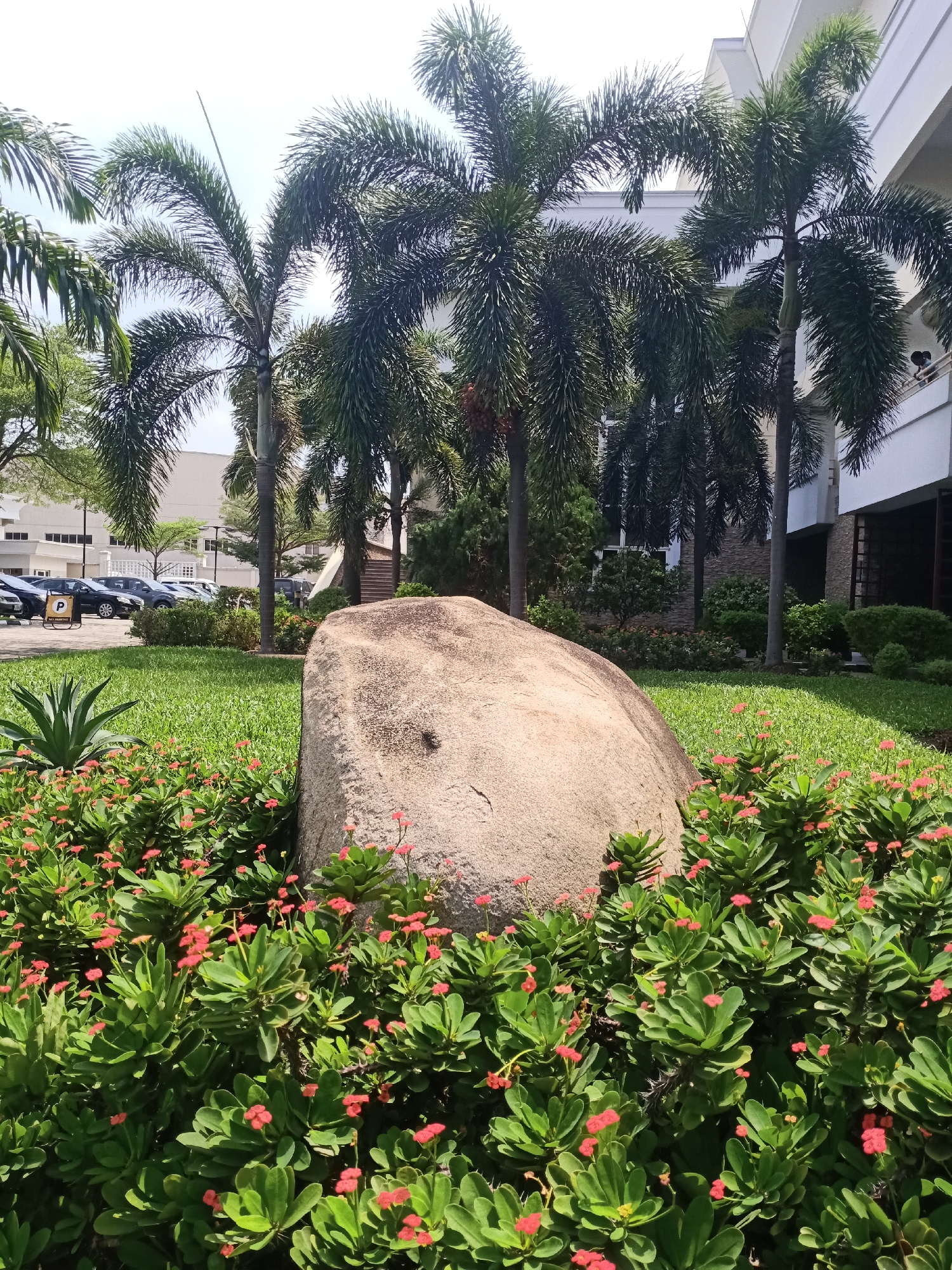 The image depicts a landscaped area in Igboefon, Nigeria. A large, tan-colored boulder is the central element, surrounded by a dense bed of green plants with small red flowers. Behind the boulder, a manicured lawn leads to several palm trees and a white building with a modern design. To the left, a parking area with several cars is visible. The sky is overcast and bright. The scene suggests an urban landscape with deliberate landscaping.