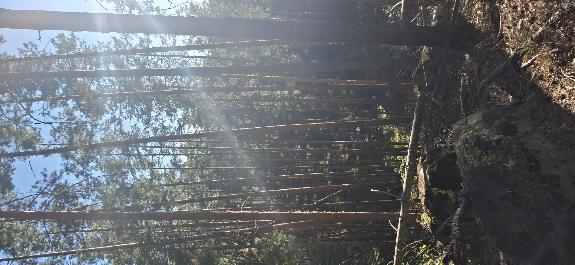 The image depicts a dense forest with tall, slender pine trees reaching towards a clear blue sky. The sun is shining brightly, casting rays of light through the trees, creating a hazy, atmospheric effect. The forest floor is covered with pine needles, fallen branches, and moss-covered rocks. A large, fallen log lies horizontally across the foreground, adding to the natural, untamed appearance of the scene. The location is identified as Peredovoi, Russia, a remote and densely wooded area. There are no people visible in the image, and the scene is one of natural tranquility and solitude. The overall impression is one of a serene, untouched forest, bathed in the warm glow of sunlight.