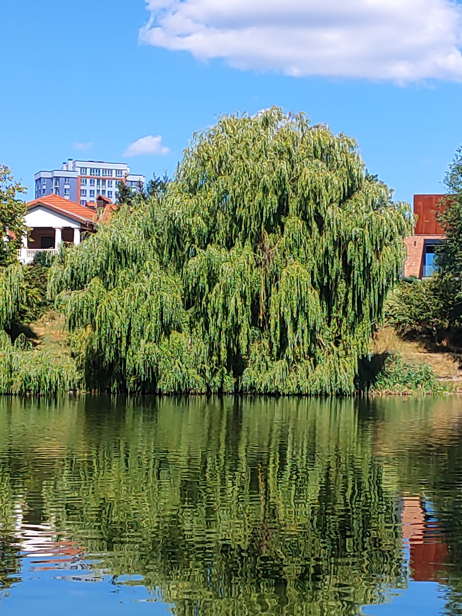 The image depicts a serene natural scene with a large weeping willow tree prominently featured on the bank of a body of water, reflecting its lush foliage onto the rippling surface. In the background, a modern apartment building with a light blue facade and several windows can be seen behind the tree, along with a reddish-brown building to the right of the willow. A white house with a red-tiled roof and columns is visible to the left of the weeping willow. The sky above is a clear blue, dotted with fluffy white clouds. The overall impression is one of a tranquil environment blending natural beauty with urban development. This location is likely within the city of Bila Tserkva, Ukraine, known for its natural landscapes and parks.