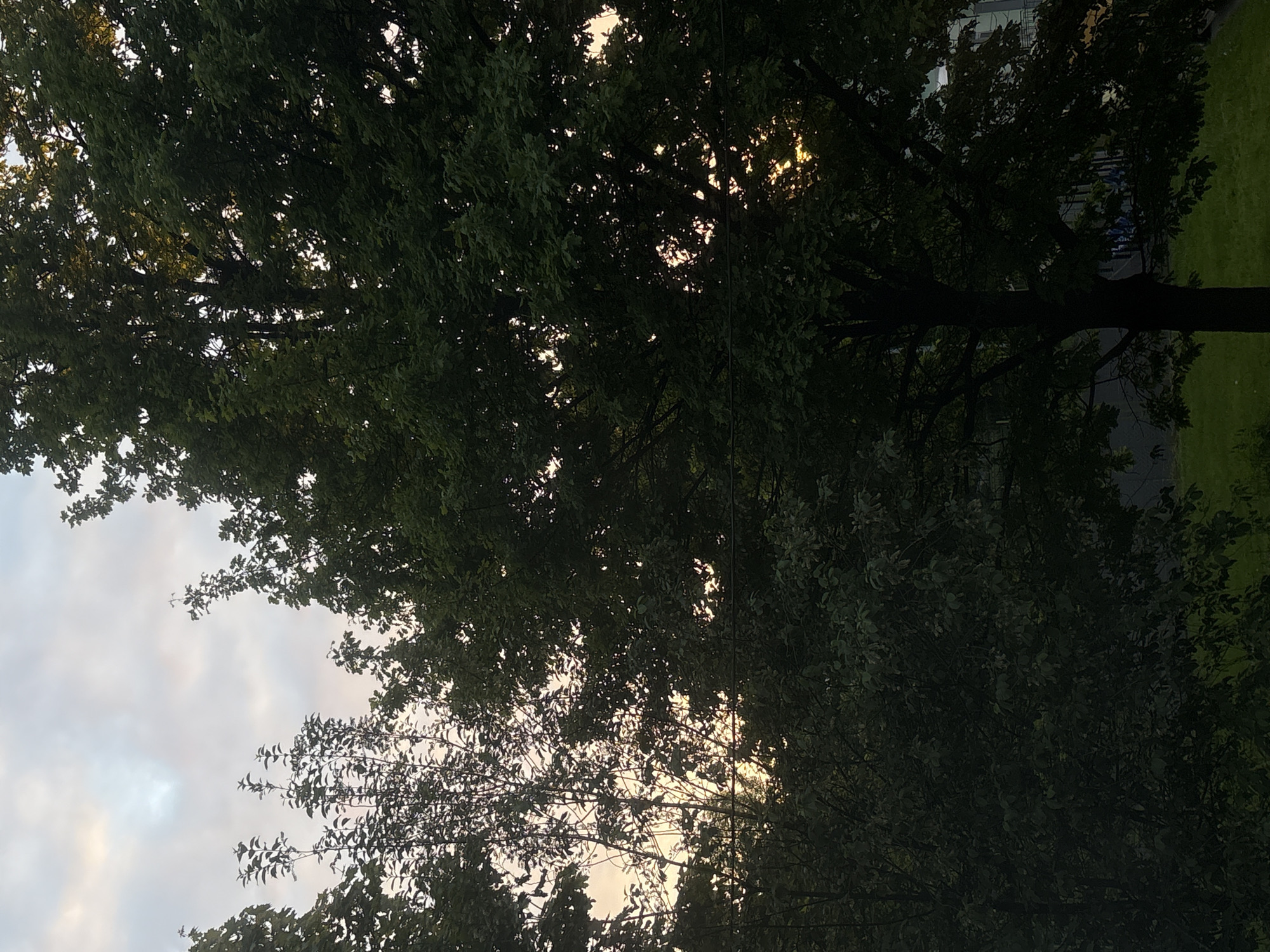 The image presents an upward view through a dense canopy of trees, creating a natural and atmospheric scene. Dark green foliage and intertwined branches dominate the frame, largely silhouetted against a brighter sky. Patches of warm, pale yellow and orange light filter through the leaves, indicating either a sunrise or sunset. These luminous spots contrast with the deep shadows of the abundant foliage, creating a dappled light effect. Beyond the canopy, sections of the sky are visible, appearing as light blue-grey with some scattered clouds.
Towards the right side of the image, the thick, dark trunks of several trees rise from the ground level. In the lower right corner, glimpses of a human-made environment can be observed: a dark building or structure with some interior lighting visible, and an expanse of bright green grass, possibly part of a sports field or park.
No specific activity or event is taking place, and there are no people visible. The scene evokes a sense of tranquility and natural beauty, emphasizing the interplay of light and shadow at a transitional time of day. No text is visible within the image. While the location context is provided as Saint Petersburg, Russia, there are no explicit visual cues in the photograph itself to confirm this specific geographical location.