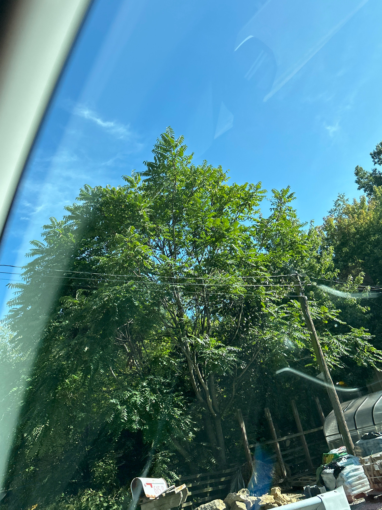 This image depicts a lush green tree with compound leaves set against a bright blue sky with wispy white clouds. The tree is in full foliage, suggesting it is summer. In the lower portion of the image, a white mailbox with red lettering that appears to read "615 D" is visible, along with wooden fencing and some stacked materials, possibly for construction or gardening. Power lines are strung across the scene, passing through the branches of the tree. A hint of a structure, possibly a greenhouse, can be seen in the background to the right. The perspective suggests the photo was taken from inside a vehicle, as indicated by the glare and the edge of what appears to be a car window on the left side of the frame. The overall impression is of a residential or semi-rural setting on a clear day. The location is identified as Pittsburgh, United States of America.