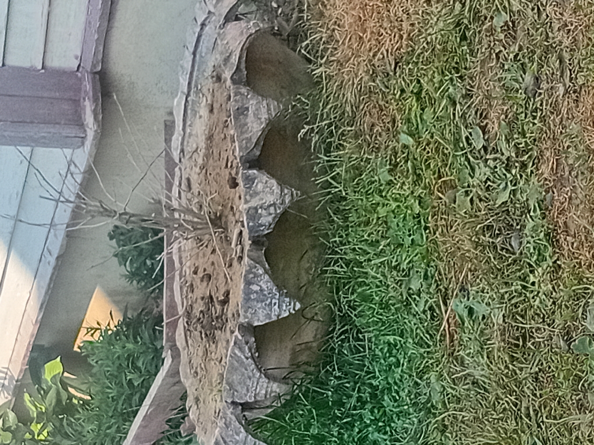 The image shows a close-up view of a planter made from a cut tire, placed on a grassy area next to a building. The planter is filled with soil and a small, leafless plant. The tire has been cut into a decorative, scalloped edge. In the background, the lower part of a building is visible, with siding and a window. Lush green foliage is growing to the left of the planter. The grass in front of the planter appears dry and patchy in places. The scene is set outdoors, likely in a residential or garden area within Verkhniachka, Ukraine.