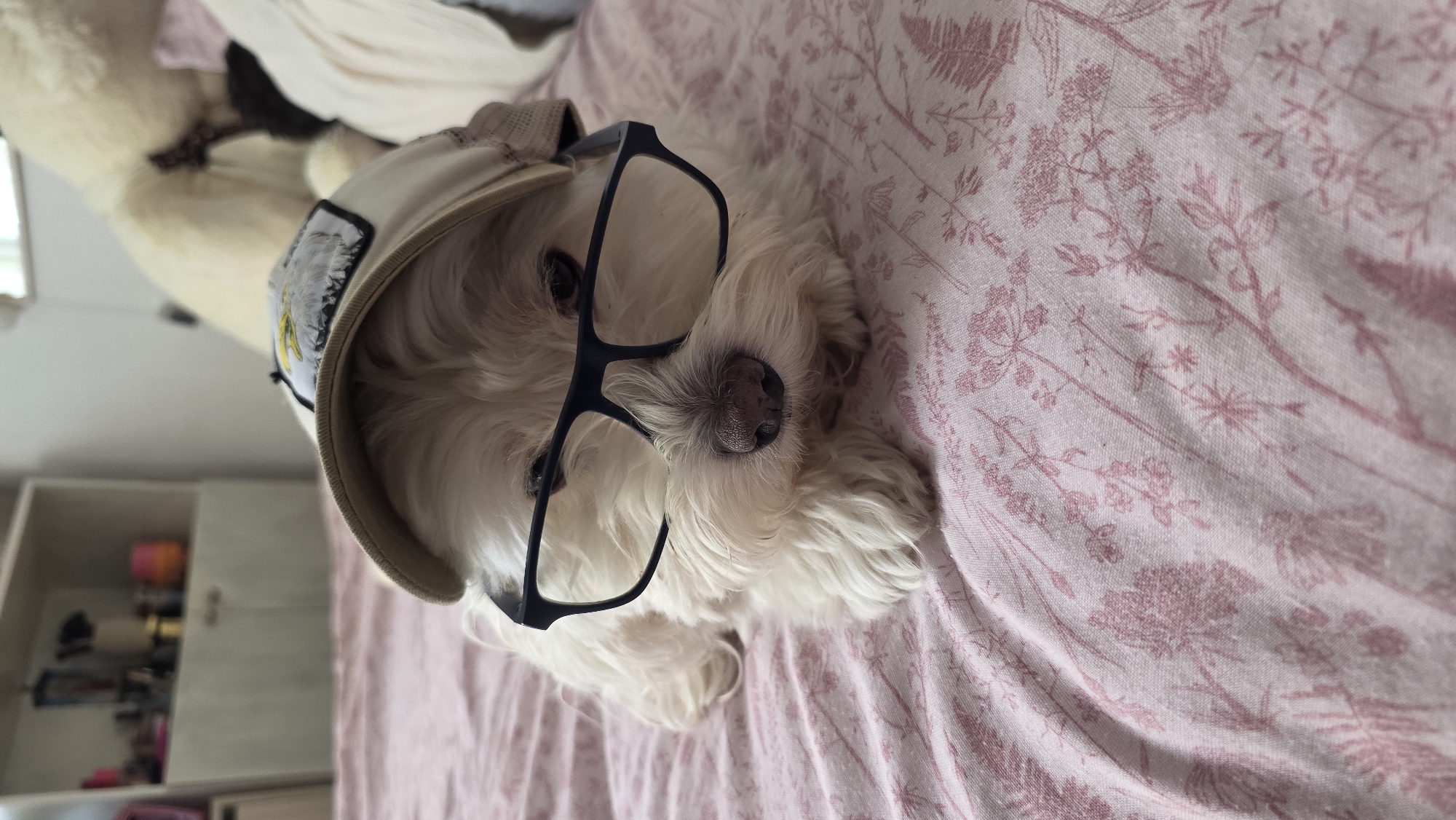 A small, fluffy white dog is the central subject of the image, captured in an indoor setting. The dog is lying down on a light pink bedsheet adorned with a repeating pattern of delicate, dark pink floral and botanical designs, including leaves, stems, and small blossoms.
The dog wears a pair of dark-framed glasses resting on its snout, giving it a studious or whimsical appearance. It also has a light-colored baseball cap on its head, which features a patch depicting an emblem of a bird, possibly an eagle or similar avian creature; no discernible text is visible on the patch. The dog's fur is white and shaggy, and its dark eyes look directly towards the camera. Its black nose is prominent above the glasses.
The background is softly blurred, revealing glimpses of an indoor space. On the left, parts of light-colored furniture, possibly shelves or a cabinet with various indistinct items, are visible. Another blurred, light-colored object, potentially a blanket or plush item, is seen in the upper left. The lighting suggests it is daytime indoors. The dog appears calm and relaxed, simply resting. The location of this scene is Blagoevgrad, Bulgaria.