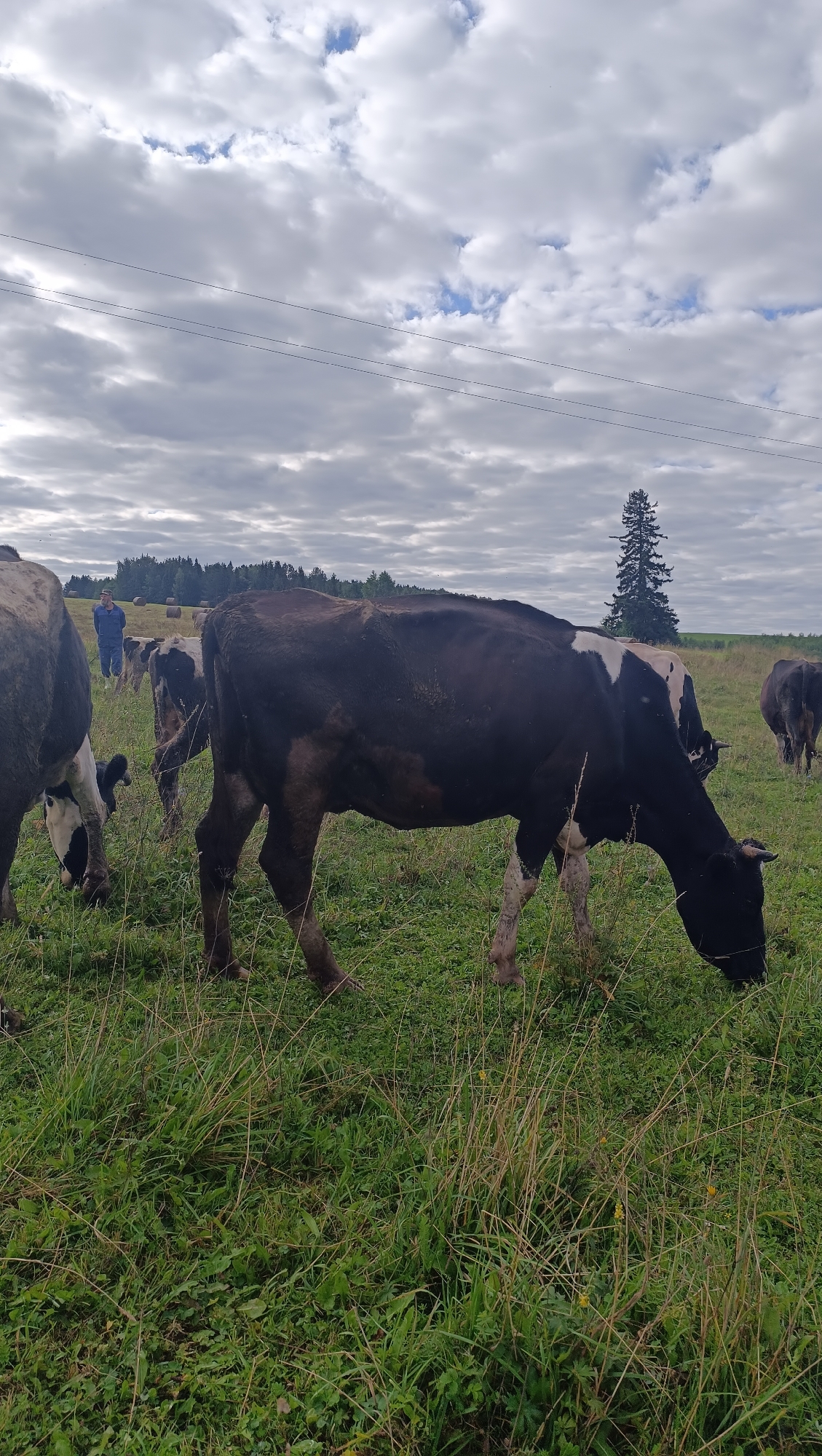 In a grassy field under a cloudy sky, several black and white Holstein cows graze. One cow in the foreground is facing right, its head down as it eats. Behind it, other cows are visible, some partially obscured. In the distance, a person in a blue outfit stands near some hay bales. A lone evergreen tree stands out against the horizon, with a line of trees in the background. This scene appears to be a rural or agricultural area, possibly on the outskirts of Karsha, Russia.