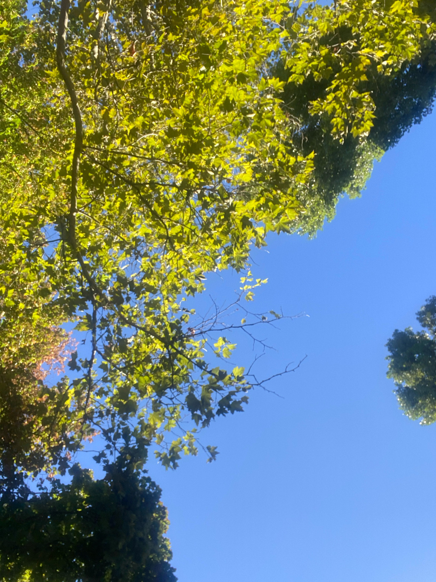 An upward-angle shot captures a clear, bright blue sky dominating the frame, with the tops of trees filling portions of the upper and right sides. The foliage is lush and green, with sunlight filtering through the leaves, creating a dappled effect. Some leaves on the left appear to be transitioning to warmer autumnal tones of orange and red. The scene is consistent with a park or tree-lined area in Chornomorsk, Ukraine, on a sunny day. No people or specific structures are visible.