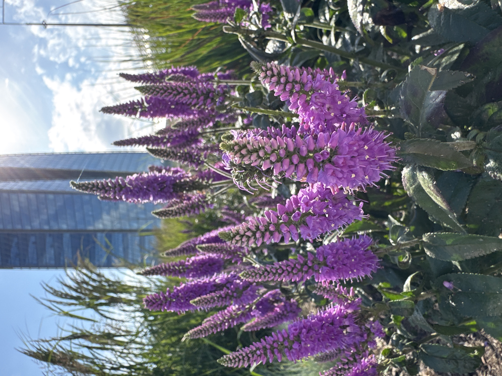 In Saint Petersburg, Russia, a cluster of purple veronica flowers blooms in the foreground, their spiky inflorescences reaching towards a bright, cloud-dappled blue sky. Behind the flowers, a tall, modern glass skyscraper, reflecting the sunlight and sky, dominates the background. Tall, green grasses frame the scene on either side, adding a natural element to the urban landscape. The sun is high in the sky, casting a bright light on the scene. The image captures a juxtaposition of nature and urban architecture.