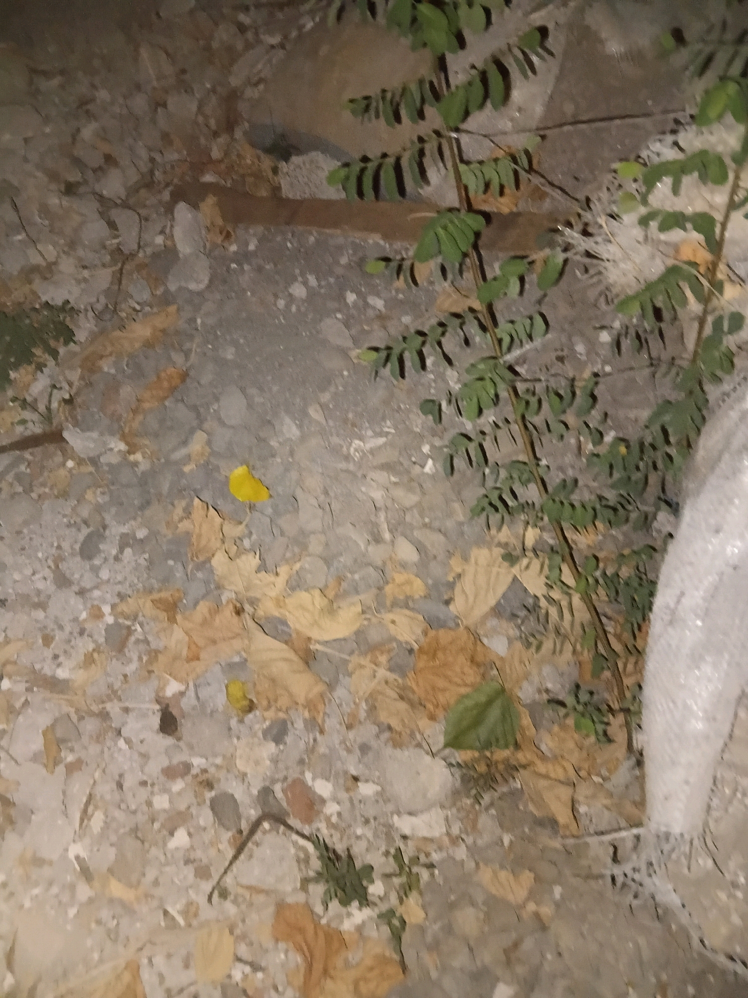The image depicts a ground-level view of a rough, rocky surface covered with scattered fallen leaves and sparse vegetation. A bright yellow, irregularly shaped object, possibly a leaf or a piece of debris, is visible in the center of the frame. The background shows a large, indistinct rock formation and the lower portion of a green plant with small leaves. To the right, a white, textured material, resembling plastic wrap or netting, is partially visible. The scene appears to be outdoors, with a generally subdued and somewhat muted color palette, suggesting it might be nighttime or a heavily shaded area. There is no indication of human presence or specific landmarks that would allow for precise identification of a location within Cikal, Indonesia.