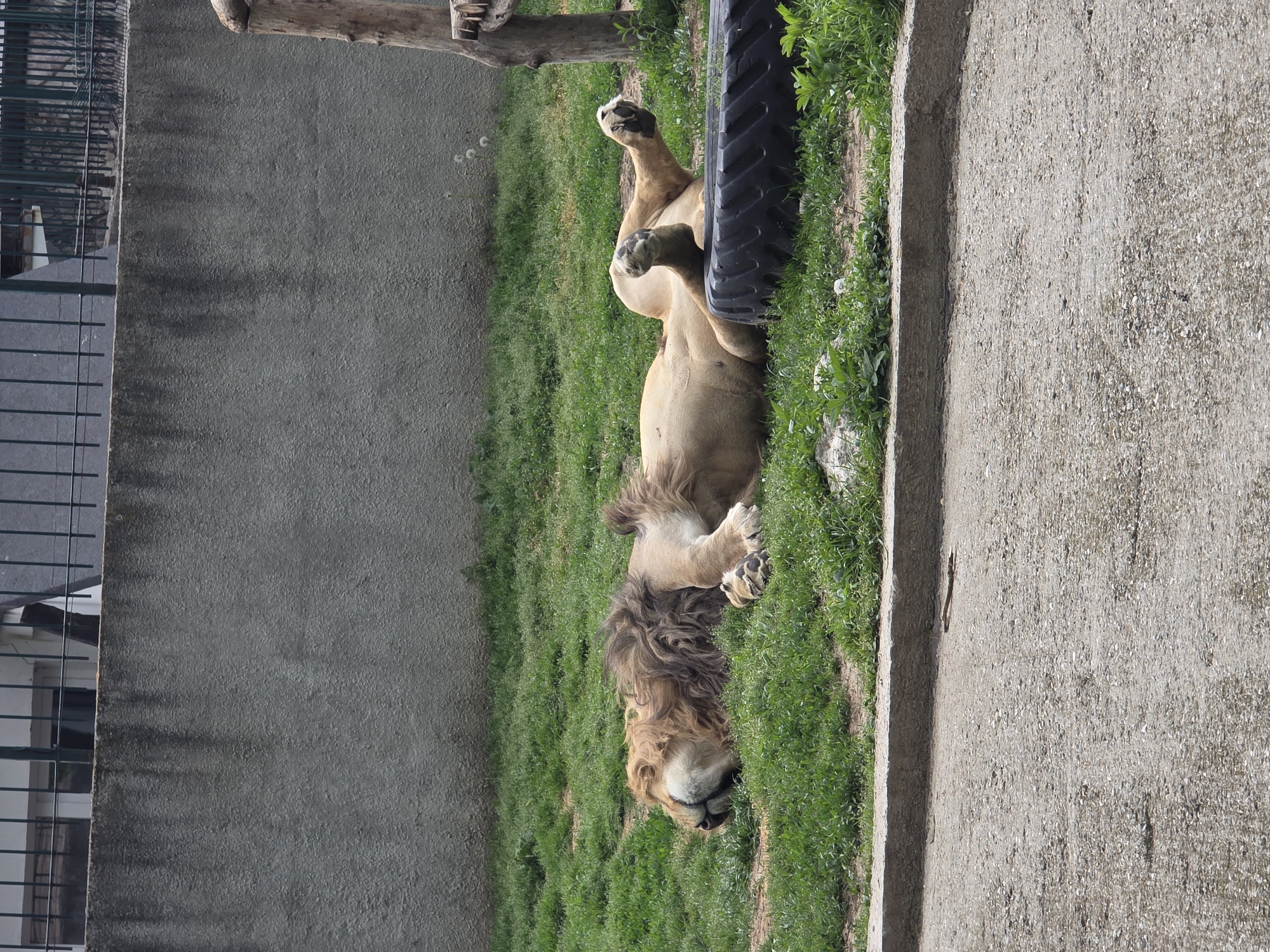 A tan male lion is lying on its back in the grass in an outdoor environment. The lion has a dark brown mane and its head is resting on the grass. A tire is positioned next to the lion's midsection. The background includes a light gray concrete wall and a light gray concrete curb. A wooden pole is also visible in the background.