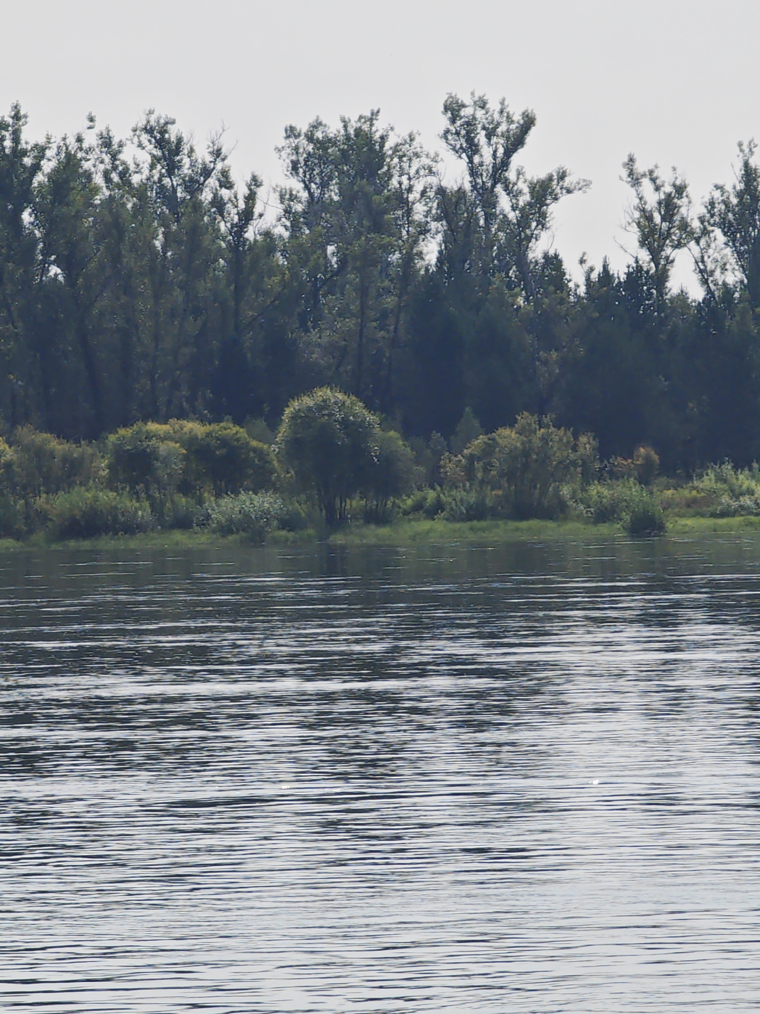 The image displays a serene river scene with a lush green shoreline in the background. The river occupies the lower half of the frame, its surface rippled by a gentle breeze, reflecting the muted light of an overcast sky. The shoreline is densely populated with trees and various vegetation, creating a verdant natural barrier. The trees are tall and mature, with a mix of deciduous and coniferous species evident. Among the larger trees, there are also smaller shrubs and bushes, adding texture and depth to the landscape. The overall impression is one of natural beauty and tranquility, characteristic of the Russian countryside. There are no people or man-made structures visible in the image.