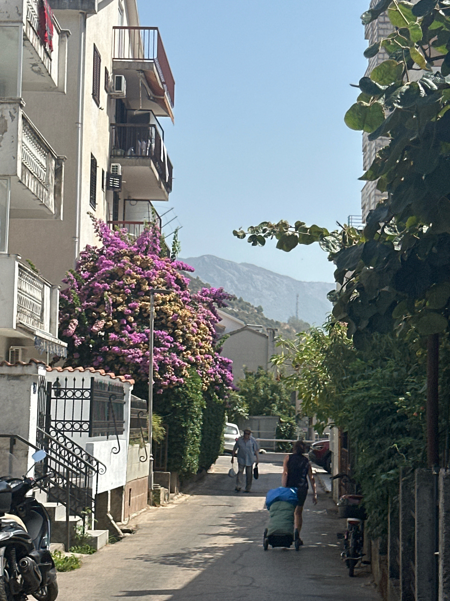 This image depicts a narrow, sun-drenched street in Budva, Montenegro. The street is lined with apartment buildings, characterized by balconies and air conditioning units. Lush, vibrant bougainvillea in shades of pink and yellow cascades down the side of one building, adding a splash of color to the urban landscape.
Two individuals are walking down the street. In the foreground, a person with dark hair is pulling a wheeled shopping cart, the contents covered with a blue tarp. Behind them, another person, seemingly older, walks away, carrying a dark bag and a hat. The street is paved and shows signs of wear, with shadows from the surrounding buildings and foliage stretching across the asphalt.
In the background, mountains are visible under a clear blue sky, suggesting a coastal or hilly region. The overall impression is one of a peaceful, lived-in urban environment on a bright, warm day. The presence of a parked motorcycle on the left side of the image further anchors the scene in a real-world setting.