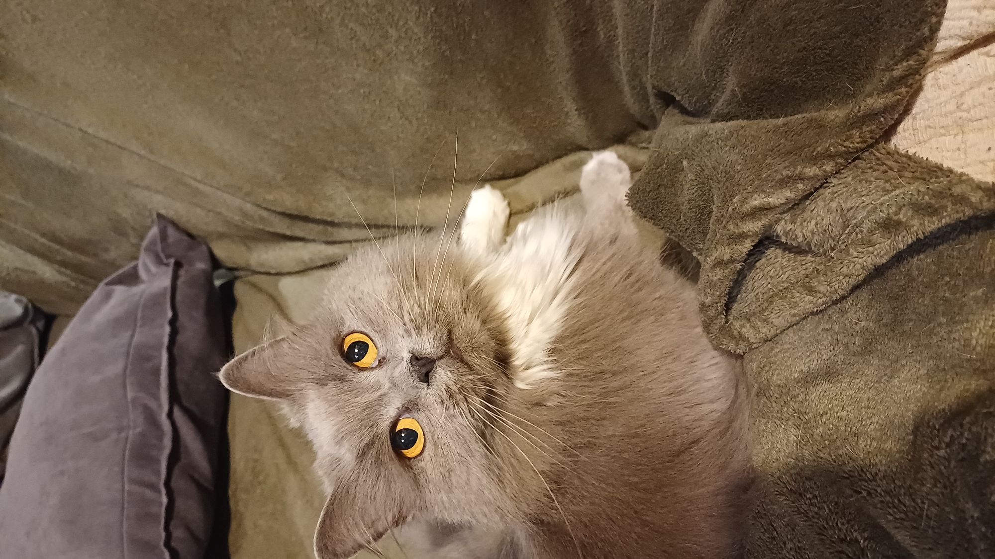 A gray cat with yellow eyes is lying on a brown sofa with a gray pillow in the background. The cat has white paws and a white chest. The sofa appears to be in a home, but there is no information in the image to determine if this location is in Timokhovo, Russia.