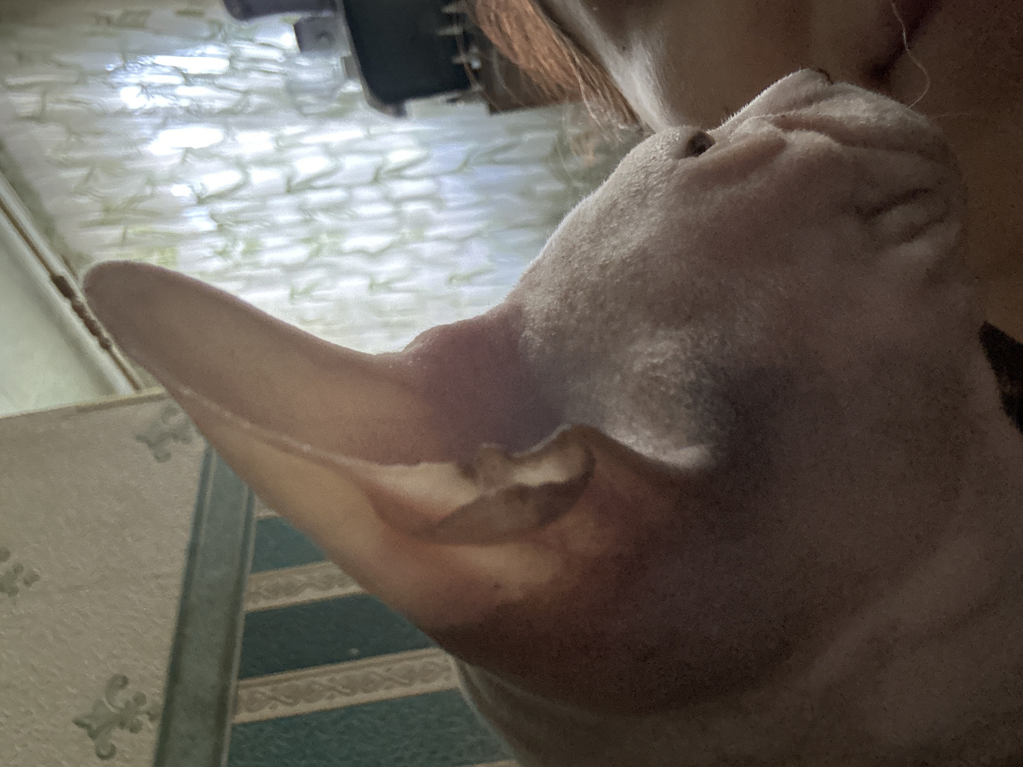 The image shows a close-up, side-profile view of a Sphynx cat, characterized by its lack of fur and large ears. The cat is light pink in color and appears to be resting or lying down. Its eye is visible, as are the prominent wrinkles on its face and the shape of its nose. The cat's large ears are a dominant feature, with one ear angled upwards and the other partially visible.
The background is somewhat out of focus but suggests an indoor environment. To the left, there is wallpaper with a striped pattern in teal and white, and a floral design. To the right, there is a window with sheer, patterned curtains, through which natural light is filtering. A dark object, possibly furniture, is visible in the upper right corner.
There are no explicit visual cues in the image that would allow for a precise determination of its location within the city of Togliatti, Russia. The interior setting is generic and could be found in many residential areas.