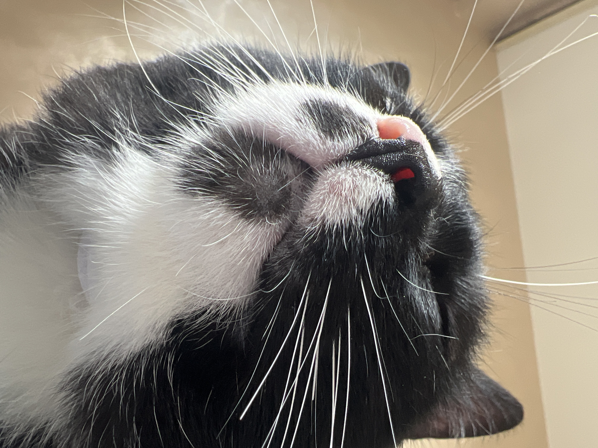 A close-up, low-angle shot captures the face of a black and white cat. The cat's eyes are closed, and its pink nose is prominent, with two small red reflections visible on its surface. Long, white whiskers fan out from the cat's muzzle. The cat's fur is a mix of black and white, with black markings around its nose and white fur on its chin and chest. The background is a soft, warm-toned, out-of-focus surface, possibly a wall or furniture. There are no humans or other animals present, and no identifiable objects or environmental features that would suggest a specific location in Sofia, Bulgaria or any other city.