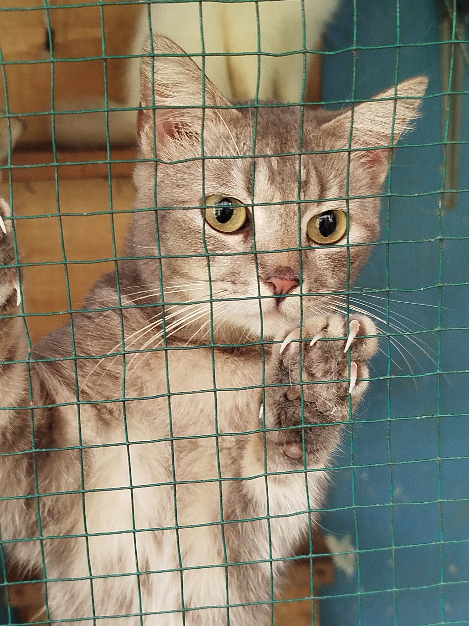 A gray tabby cat with yellow eyes is looking through a green wire mesh fence. The cat's front paw is resting on the fence, and its claws are extended. The background is a blurry blue wall with some wooden structures. The image appears to be taken in Depok, Indonesia.