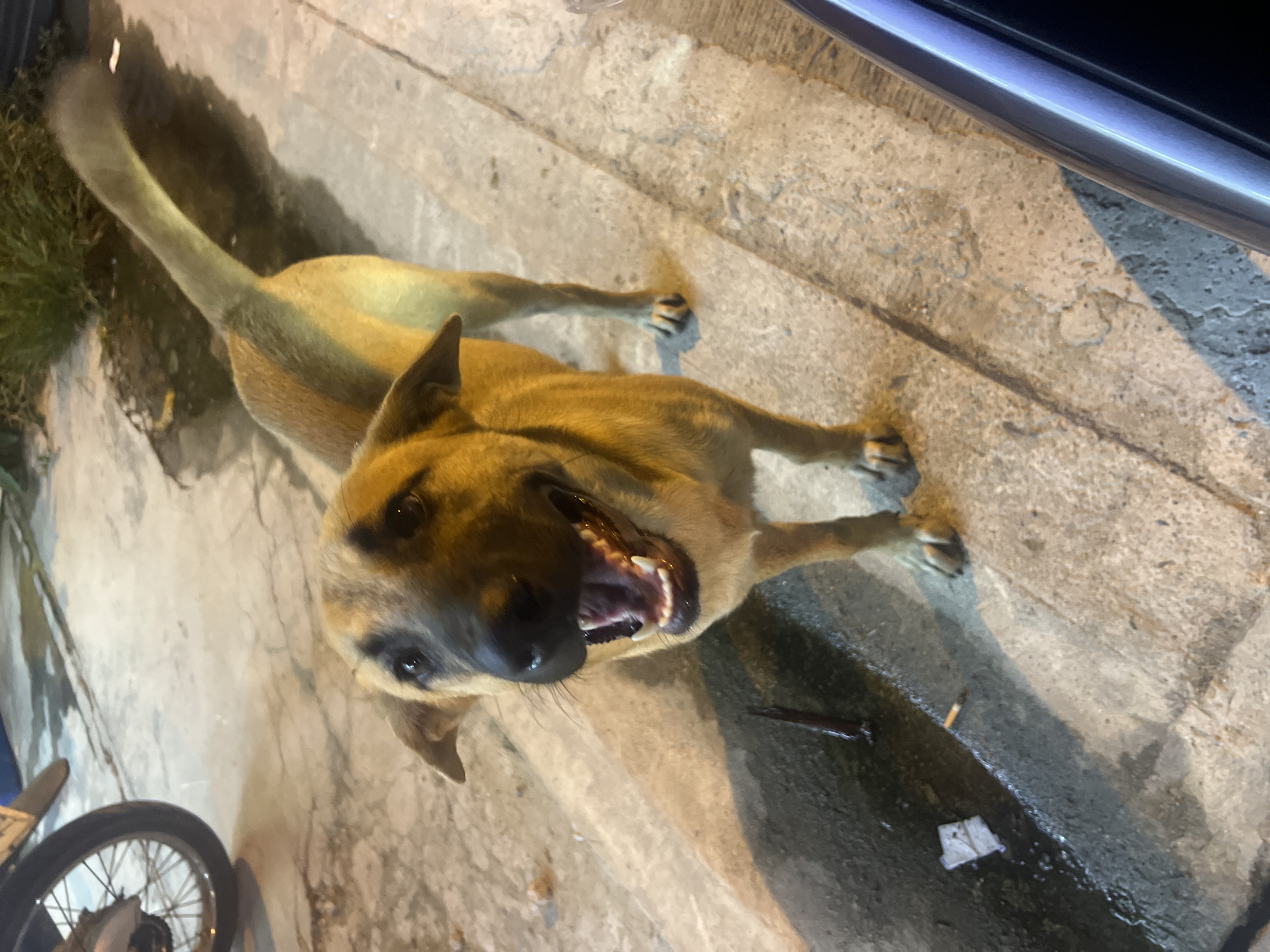 An outdoor, eye-level, medium shot captures a tan-colored dog standing on a concrete surface. The dog is facing the camera with its mouth open, panting. Its ears are perked up, and its tail is held high and curved. To the left of the dog, partially visible, is the rear wheel and fender of a motorcycle. The ground is wet in places, with a small puddle containing what appears to be a cigarette butt and a piece of white paper. The lighting suggests it may be nighttime or a dimly lit area, with shadows cast by the dog and other objects. The background shows some greenery and more concrete.