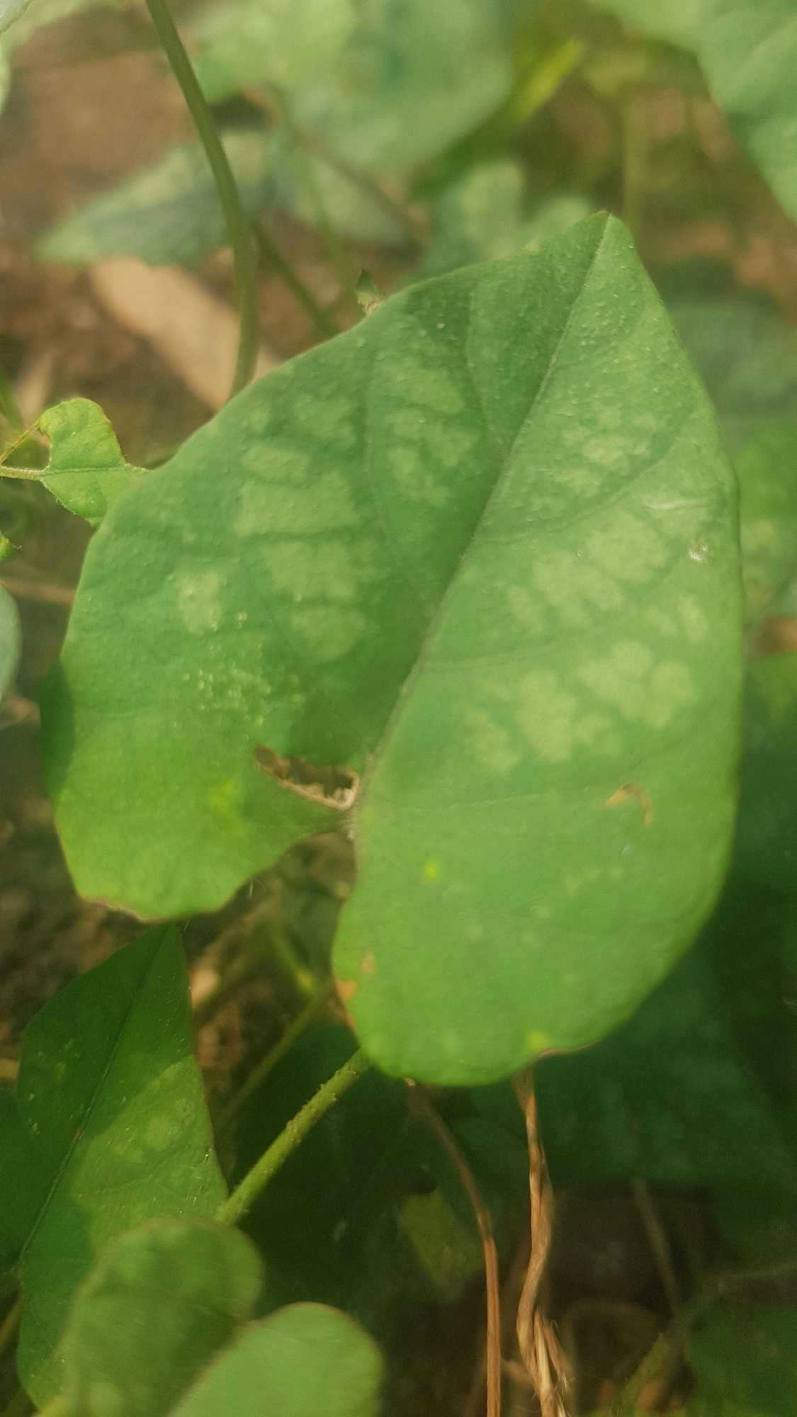 A close-up, vertical shot captures a vibrant green leaf in the foreground, with a split down the center, resembling a heart shape. The leaf exhibits a mottled texture, with irregular lighter green patches scattered across its surface, suggesting a possible deficiency or disease. A small, torn section is visible on the lower left edge of the leaf. The background is softly blurred, revealing more green foliage and hints of brown, earthy soil. The lighting appears natural, casting a gentle glow on the leaf. The scene suggests a natural outdoor environment, possibly a garden or agricultural area, located in Sukodermo, Indonesia, where plants are being cultivated.