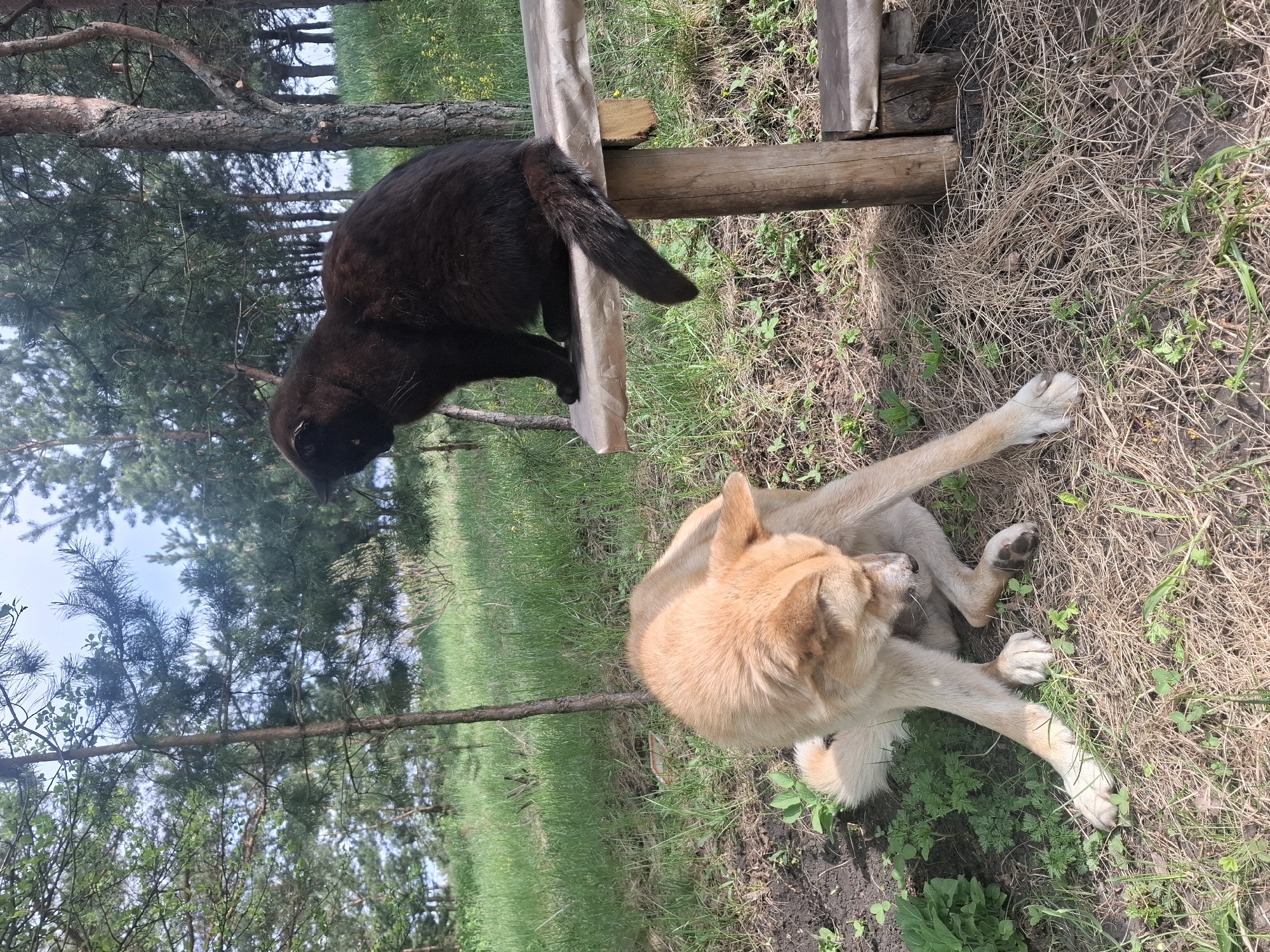 A black cat is perched on a wooden fence. Below, a tan dog is scratching its ear with its hind leg. The scene takes place outdoors in a grassy area with trees. Based on the context, this scene is likely in Khlevnoye, Russia.