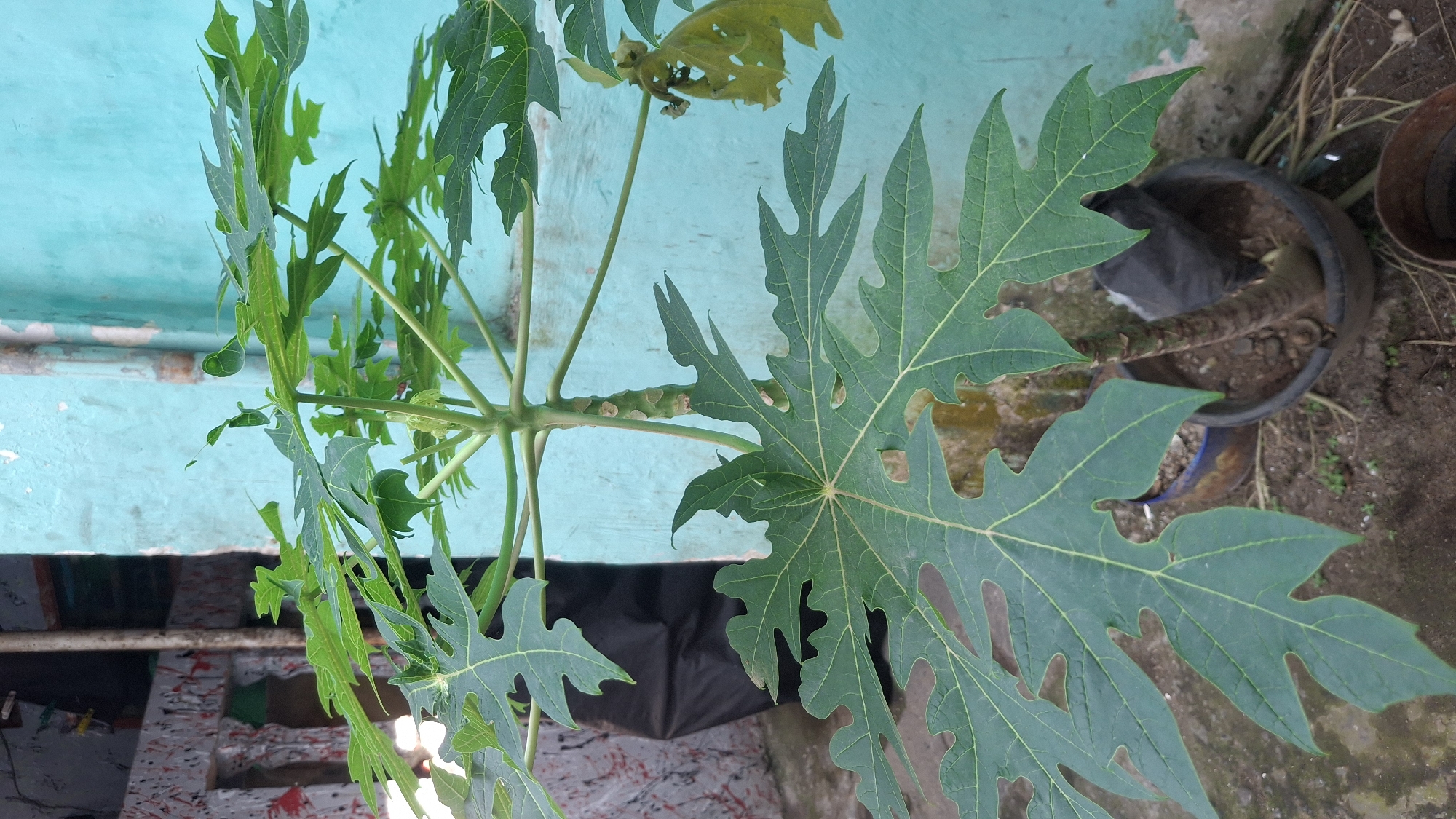 A medium shot, captured at ground level, presents a papaya tree with large, palmate leaves and a thick, segmented trunk. The tree is situated in a dark, round pot filled with soil. In the background, a textured, light blue wall serves as the backdrop, contrasting with the green foliage of the tree. To the left, a partially visible black plastic bag and the edge of a gray structure with red markings add a touch of urban environment. The scene is outdoors, likely in a residential area within Tasikmalaya, Indonesia, suggested by the typical outdoor setting and the presence of common household elements. The lighting is natural, indicating daylight hours. No people are visible in the frame.