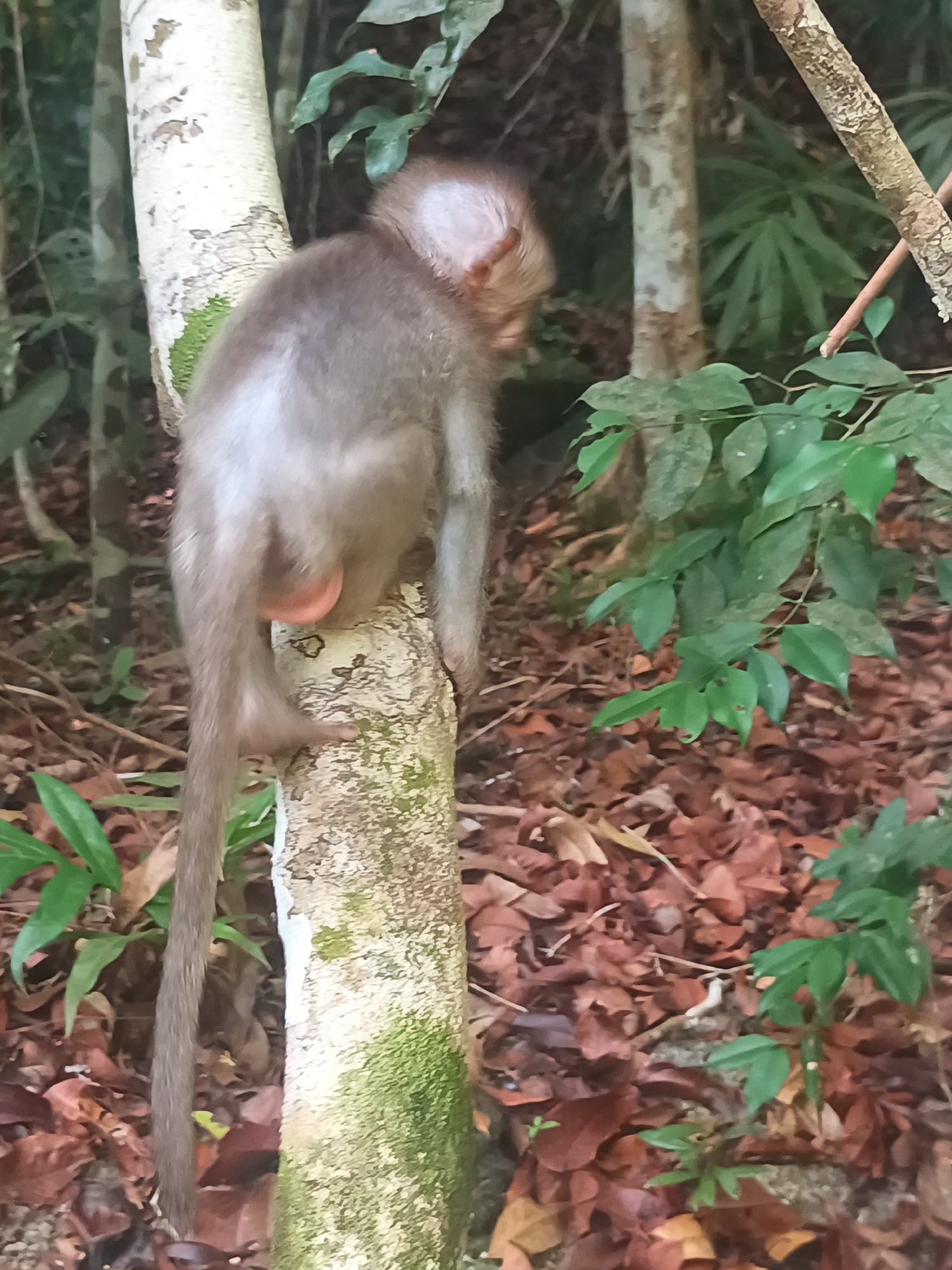 A monkey sits on a tree trunk in a forested area. The monkey is grayish-brown in color with a long tail. The tree trunk is light in color with some green moss growing on it. The ground is covered in brown leaves and some green plants. The location is near Baan Thong Nang, Thailand.