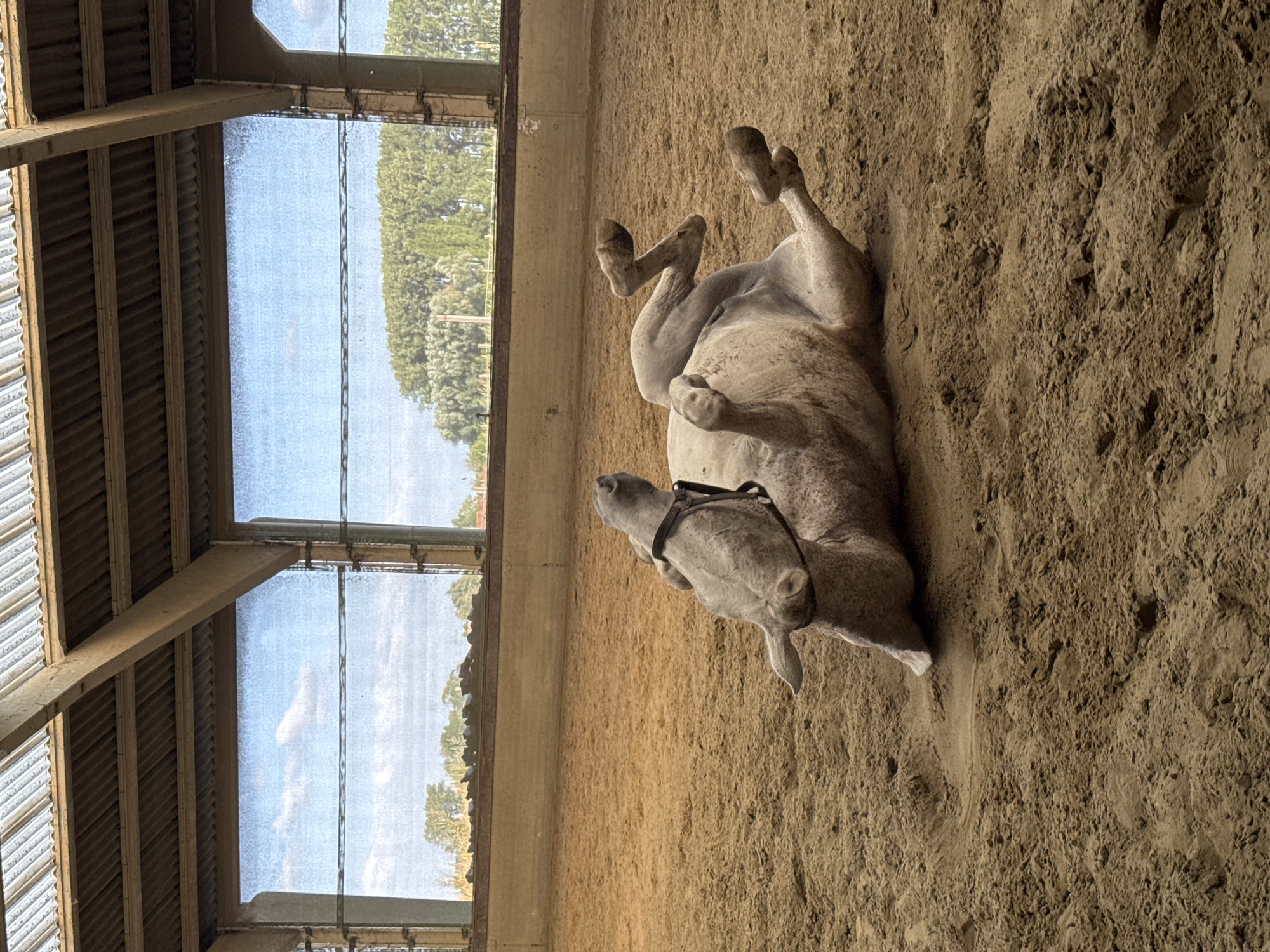 In a horse arena in Estaimpuis, Belgium, a light-colored horse is rolling on its back in the sandy ground. The horse is wearing a halter and appears to be enjoying itself. The arena has a dirt floor and is enclosed by wooden walls. Large windows or openings in the structure allow natural light to enter and offer a view of the sky and trees outside. The roof is made of corrugated metal supported by wooden beams. The overall environment suggests an indoor riding facility.