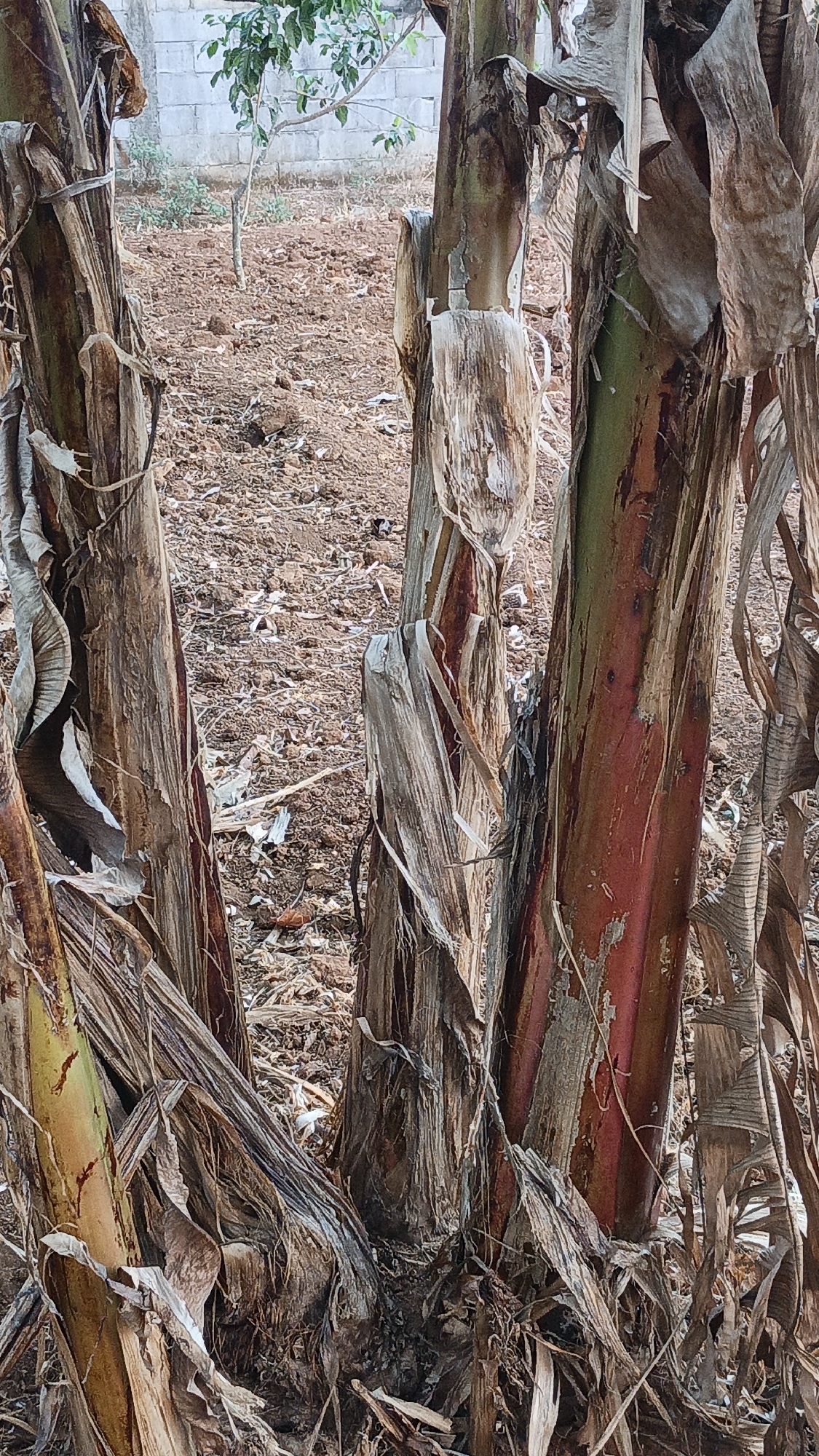 The image shows a close-up view of the base of several banana trees in Kandangmas, Indonesia. The trunks are thick and fibrous, with many dried, peeling leaves and stems hanging down. The ground is covered in dry soil and debris. In the background, a brick wall and some greenery are visible. The lighting suggests it is daytime, likely outdoors in a rural or semi-rural setting. There are no people or animals present in the image.
