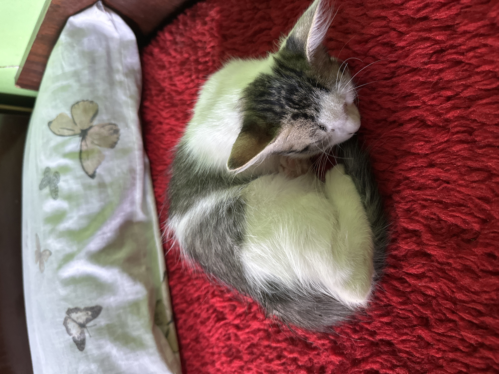A kitten is sleeping curled up on a red rug. The kitten is gray and white and has its eyes closed. In the background, there is a white pillow with butterflies on it. The image was taken indoors, and the lighting suggests it is daytime. The location is identified as Brestovets, Bulgaria.