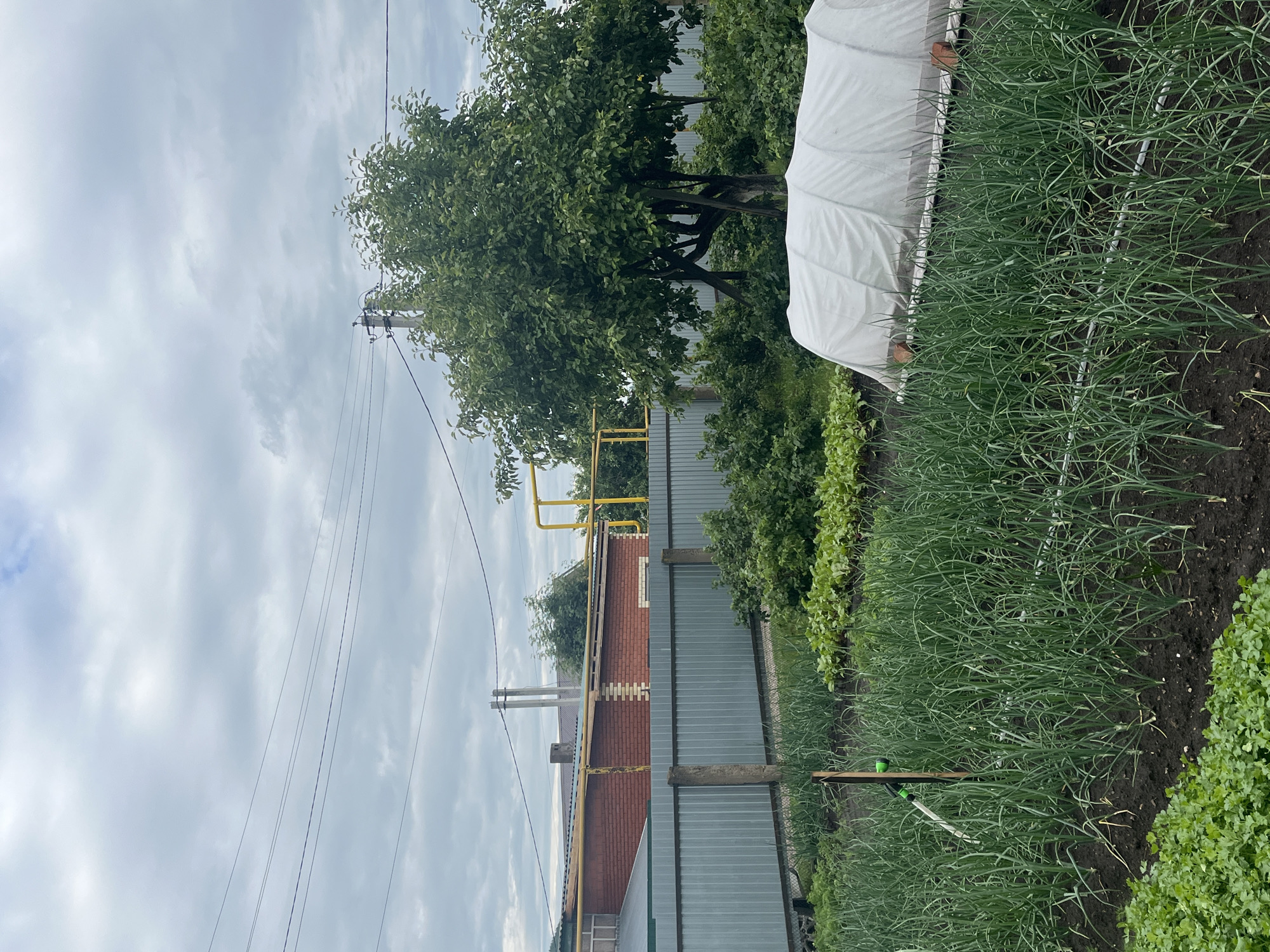 This is a vertical, outdoor, medium shot photograph taken in a rural setting in Bolshekukmor, Russia. The scene depicts a garden with rows of green onions growing in dark soil. To the left of the onion patch, a white fabric covers a structure, possibly a greenhouse or a crop cover. Behind the garden, a corrugated metal fence separates it from a red brick building with a yellow pipe running along its side. A large green tree with lush foliage stands behind the building and fence. Overhead, a utility pole with power lines stretches across the cloudy sky. The weather appears overcast, suggesting it might be a cloudy day. No people are visible, and no text is present in the image. The image captures a typical agricultural scene in a village environment.