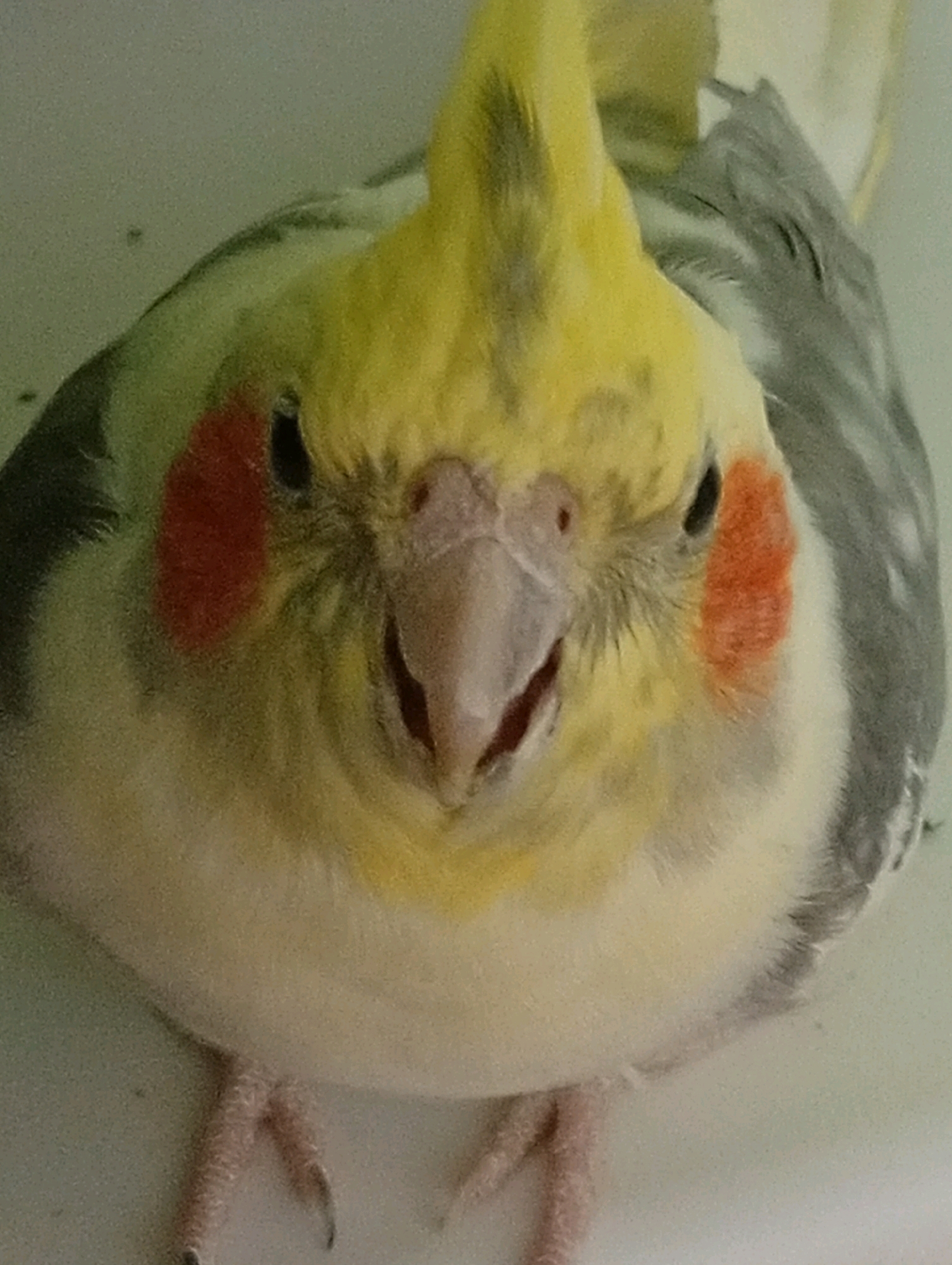 A close-up, front-facing shot shows a cockatiel with its beak slightly open. The bird has a prominent yellow crest, white and yellow feathers on its body, and grey and white feathers on its wings. There are distinctive orange-red patches on its cheeks. The background is a plain, light-colored surface, suggesting an indoor setting. The bird's feet are visible at the bottom of the frame. The location is Unknown, Unknown.