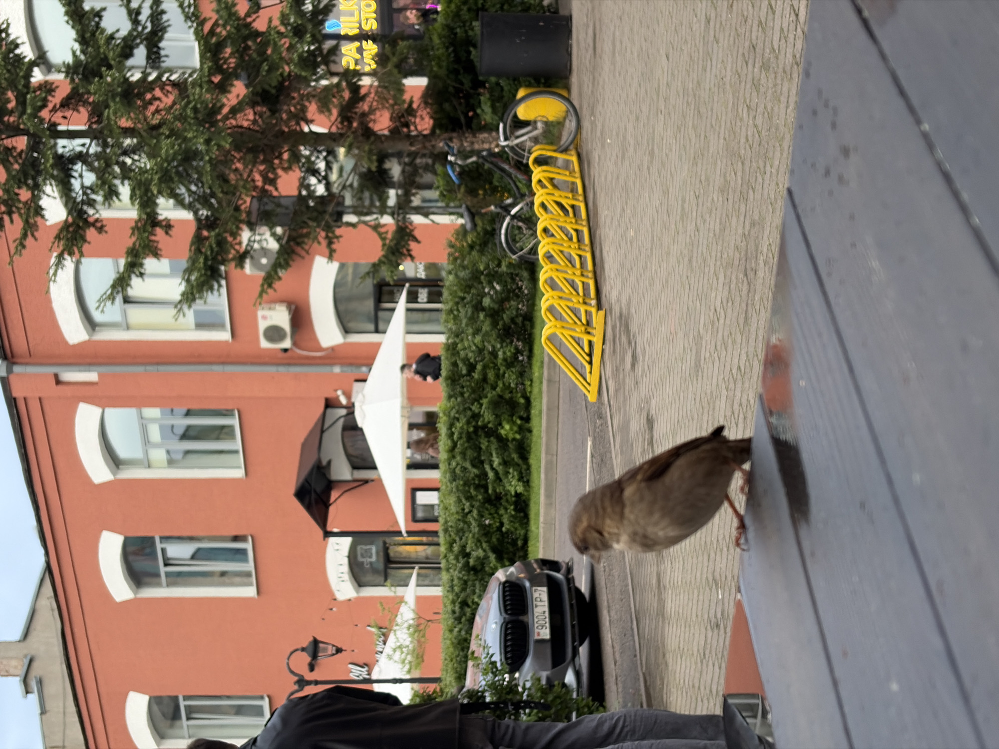The scene is an urban outdoor setting in Unknown, Unknown. The perspective is a slightly tilted, mid-range shot.
In the foreground, a small brown bird stands on a dark-colored wooden surface. Further back, a person is visible from the waist down. They are wearing a dark jacket and light gray pants. A grey car with the license plate "9004 TP-7" is parked behind the person.
A dense green hedge runs along the edge of the walkway, and a yellow bicycle rack is visible. A bicycle is secured to the rack.
In the background, a building with an orange facade is visible. It has rounded-top windows with white trim. An air conditioning unit is mounted on the exterior wall. A large evergreen tree is positioned in front of the building. A white parasol is partly visible.