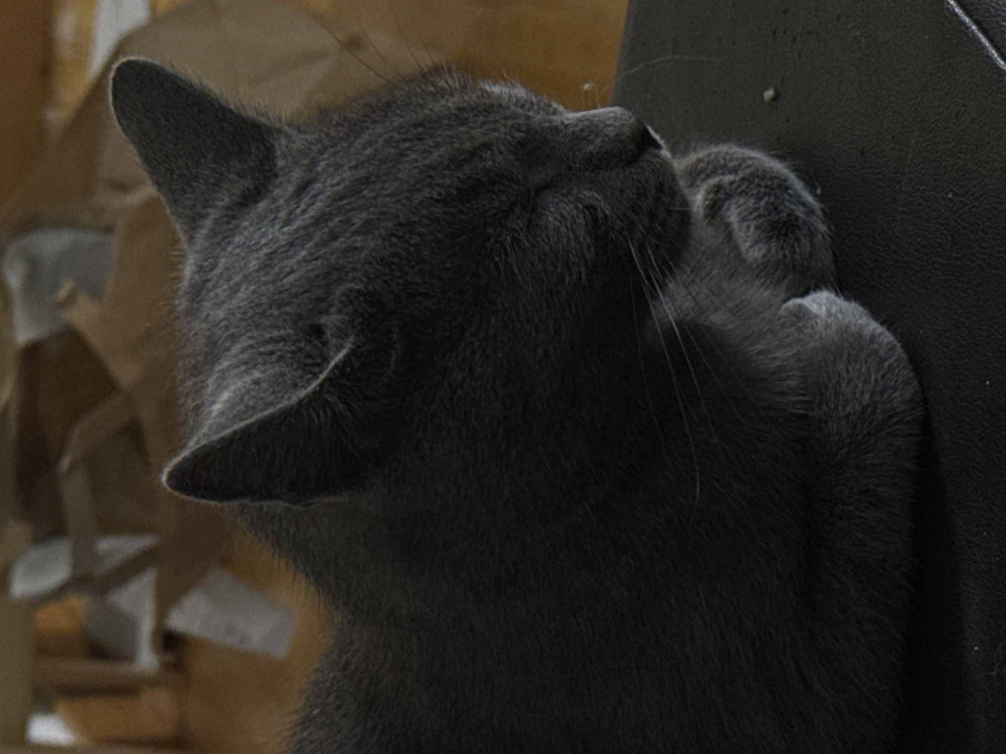 A close-up, eye-level, side-profile shot captures a medium-haired, dark gray cat sleeping, curled up on a dark, textured surface. The cat's eyes are closed, and its paws are tucked beneath its head. The background is softly blurred, featuring a warm, brown and orange tone, possibly indicating an indoor environment with natural light filtering through. The lighting is dim, casting subtle shadows and highlighting the texture of the cat's fur. There is no visible indication of location within Sofia, Bulgaria, or any other geographical context.