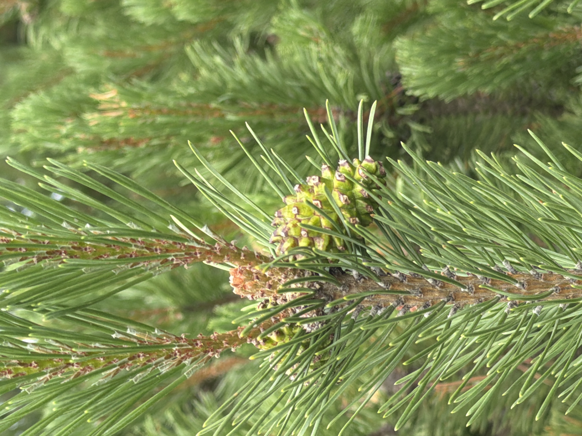 An extreme close-up shot focuses on a cluster of young, green pine cones developing on a branch of a pine tree. The cones are small and have an angular, segmented appearance with visible scale-like structures. They are surrounded by the long, slender needles of the pine tree, which are a vibrant green and appear sharp and pointed. The background is a soft, green blur of more pine foliage, suggesting a dense forest or grove. The lighting is natural and diffused, creating a relatively even exposure across the scene. The image appears to be taken outdoors in a natural environment, likely in a forested area within or near the city of Озерное (майминский), Russia. There are no people or animals visible in the image.