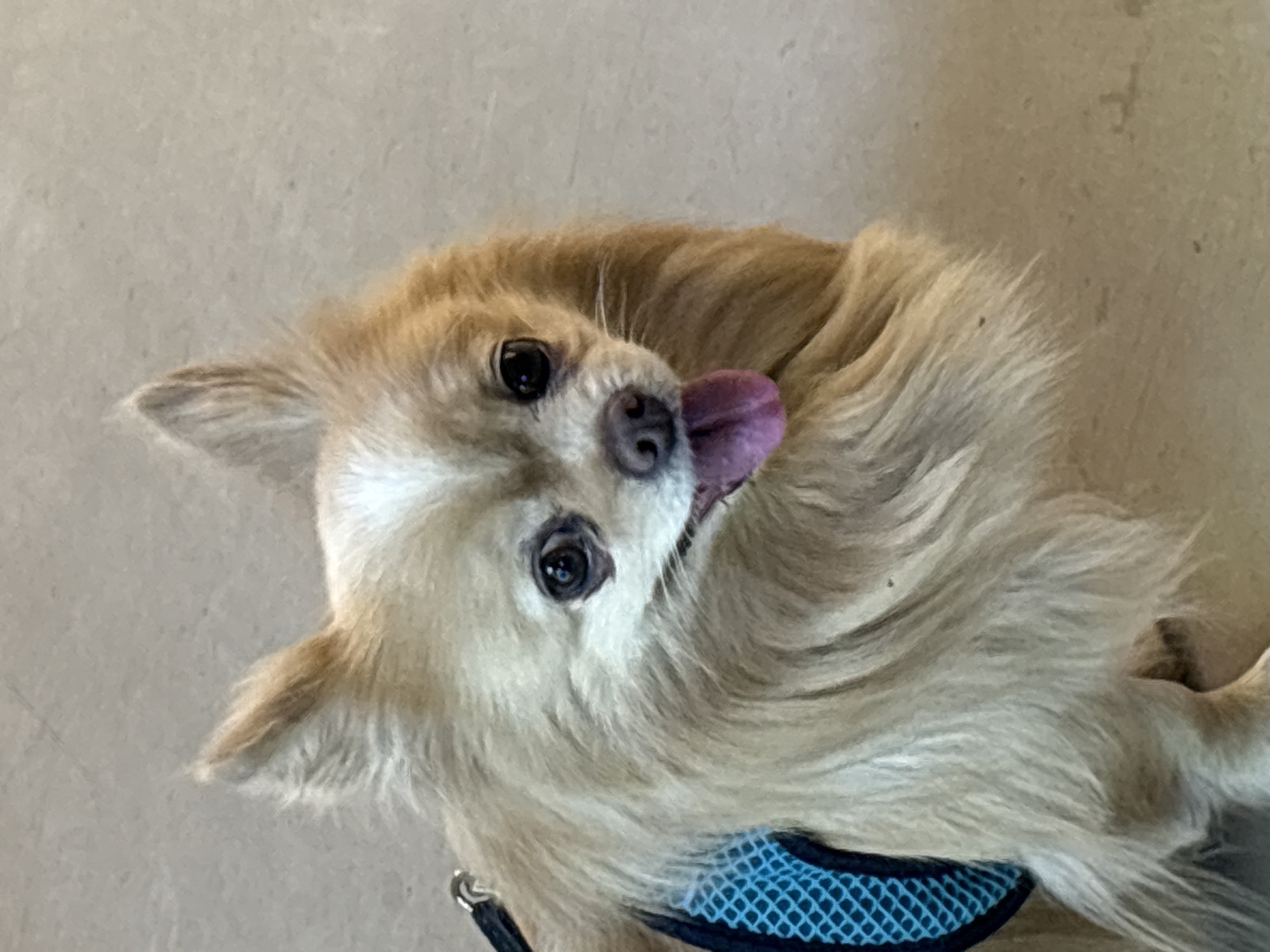 A long-haired chihuahua, likely a cream color, is pictured with its tongue sticking out. The dog is wearing a blue mesh harness. The location is unknown and cannot be inferred from the image. There is no indication that this image was taken in the city of Chaikovsky, Russia.