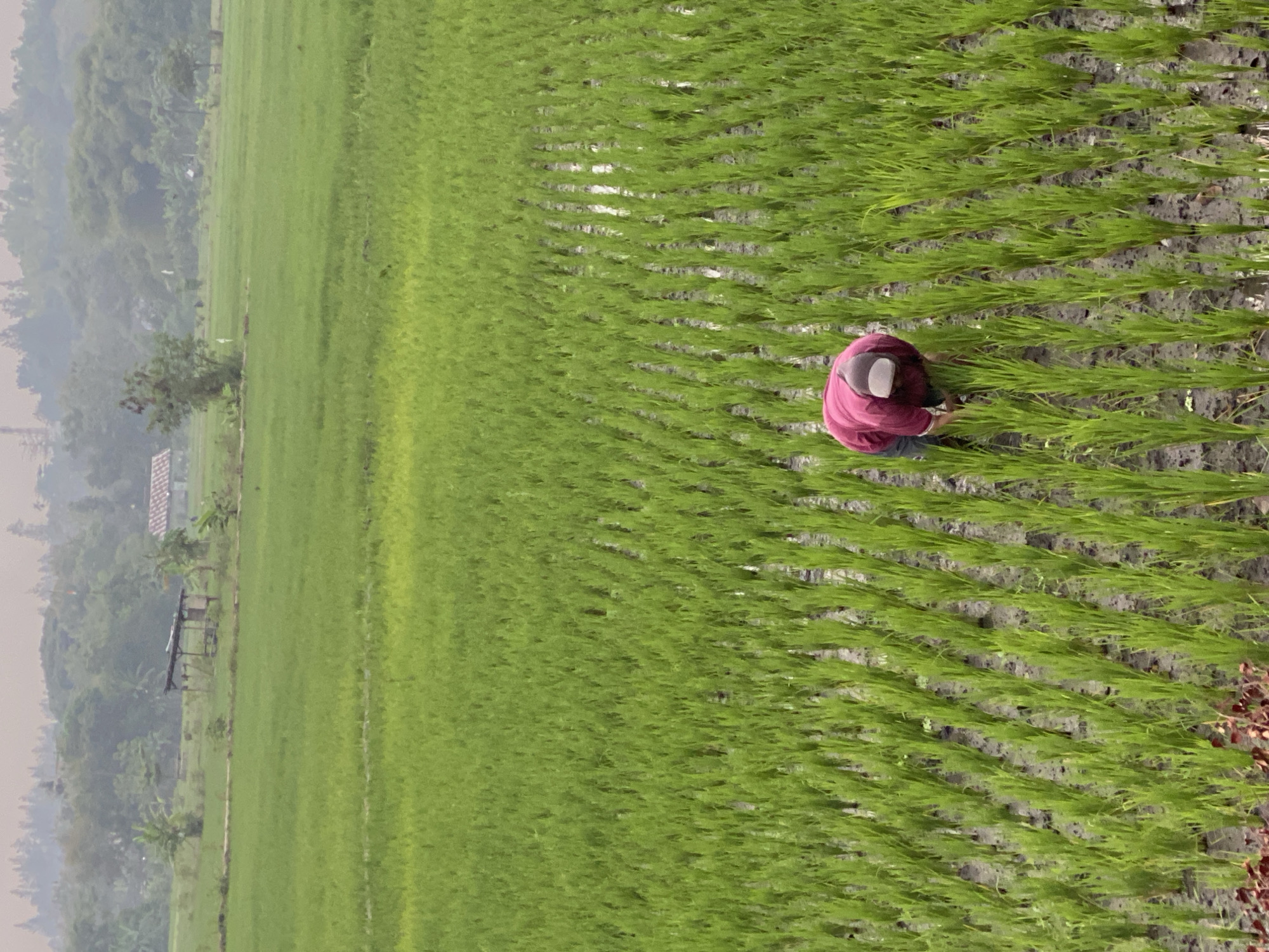 In the city of Kasihan, Indonesia, a lone farmer, dressed in a red shirt and a white cap, is working in a lush green rice paddy. The farmer is bent over, tending to the young rice plants that stretch in neat rows across the field. The paddy is partially flooded, reflecting the overcast sky and the surrounding greenery. In the background, a small, simple hut with a thatched roof stands amidst more rice fields and distant trees. The scene depicts a tranquil agricultural landscape, characteristic of rural Indonesia.