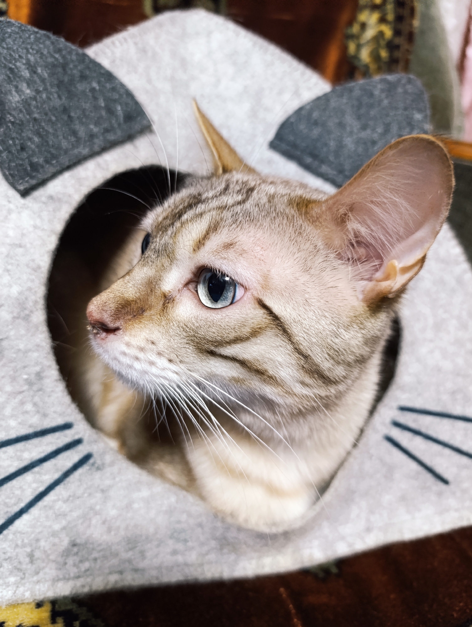 A light brown tabby cat with blue eyes sits inside a gray cat house shaped like a cat's head. The cat is looking to the left. The cat house has gray cat ears at the top and black whiskers painted on the front. The scene appears to be indoors. The location is unknown.