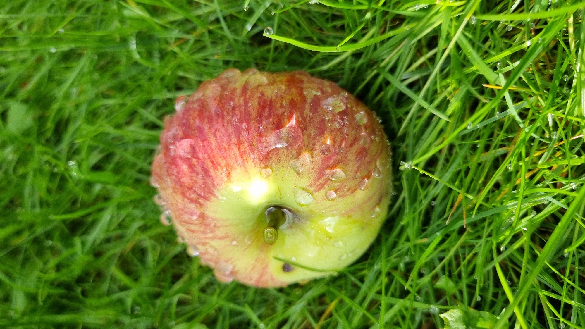 An overhead shot of a red and green apple resting on vibrant green grass. The apple is partially submerged in the grass and covered in numerous water droplets, indicating dew or recent rain. The grass blades are sharp and clearly defined, with a few droplets also visible on the grass itself, particularly on the blades to the right of the apple. The lighting suggests an overcast or early morning/late evening setting, with soft, diffused light creating subtle shadows. The overall impression is one of freshness and nature. This scene is located in Солнечная Поляна-3 Снт, Russia.