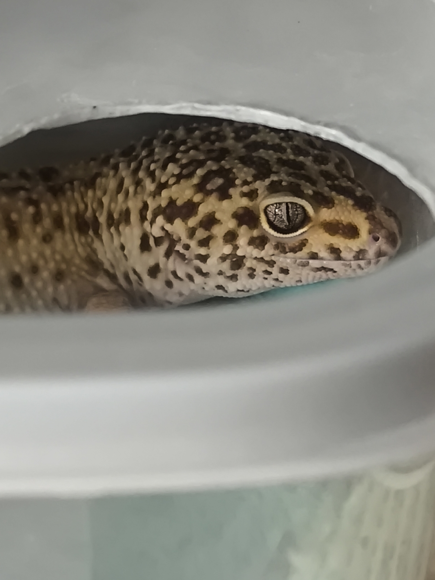 A leopard gecko is positioned within a gray, circular opening of what appears to be a plastic container. The gecko's head, marked with brown and beige spots, is in clear focus, showing its eye with vertical pupil. The background is blurred, with hints of light green and white. There is no indication of the location being Chaikovsky, Russia within the context of the image.