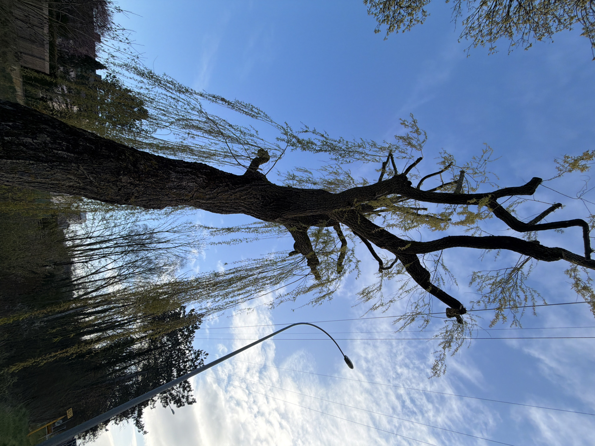 The image presents a view looking up at a large, mature willow tree with a thick, dark trunk and spreading branches, taken in Esch-sur-Alzette, Luxembourg. The tree has thin, weeping branches with sparse, light green leaves, suggesting early spring. The backdrop is a blue sky with wispy clouds. A street lamp is visible in the lower part of the frame. Additional trees form a dense line along the horizon in the lower left. Power lines are crossing the bottom section of the view.