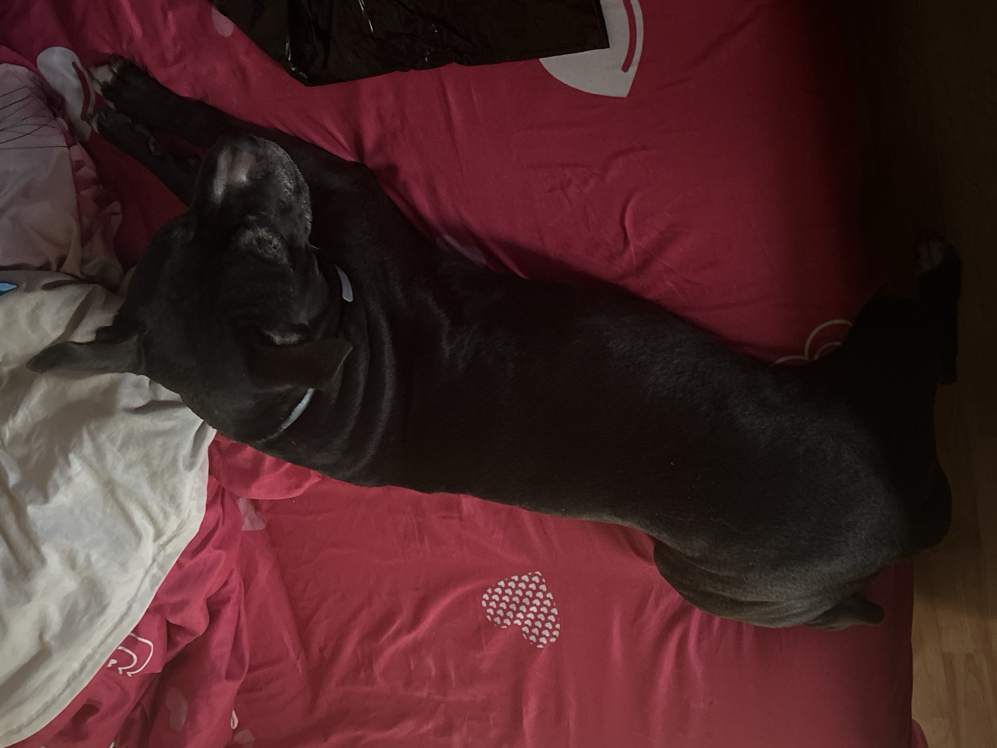 A black dog is lying on a red bed sheet with white hearts. The dog is in the center of the frame, stretching diagonally. Part of a white pillow and some black plastic are visible on the left side of the frame. The environment appears to be a bedroom. The image was taken indoors and the location is unknown but the prompt indicates it is in Sofia, Bulgaria.