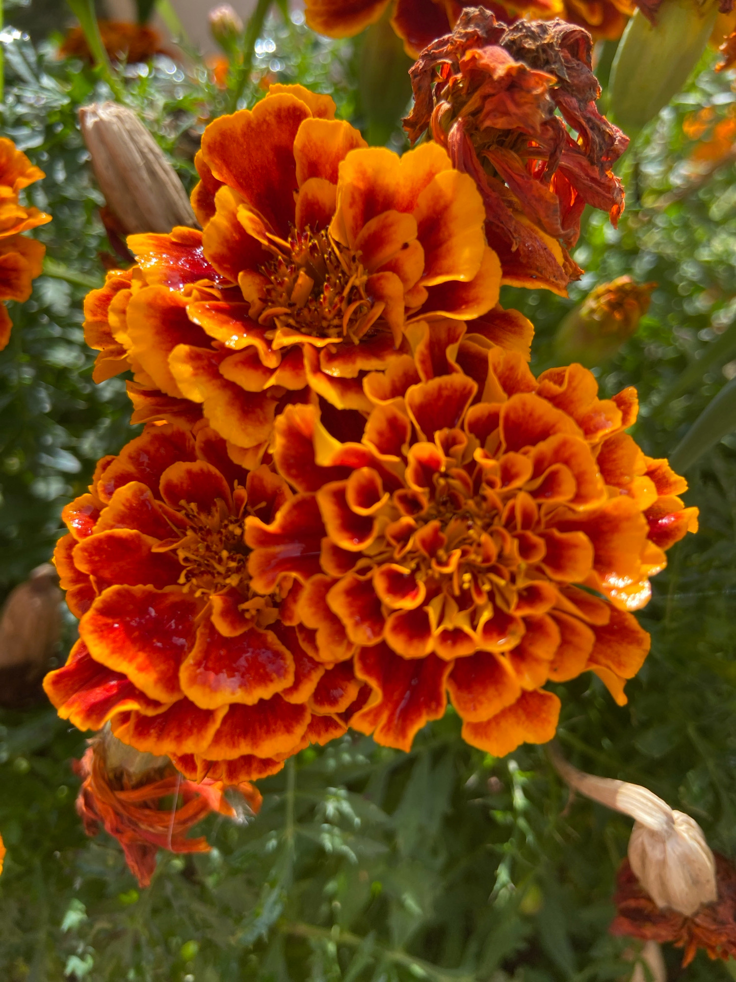 In the city of Зимородок Днп, Russia, a close-up, high-angle shot captures a cluster of vibrant orange and red marigolds. The flowers, some in full bloom and others with wilting petals, are illuminated by bright sunlight, highlighting the dewdrops on their petals. The background consists of lush green foliage, with some bokeh effects creating a soft, blurred effect. A few dried marigold heads and seed pods are also visible, suggesting a natural, untended garden setting.