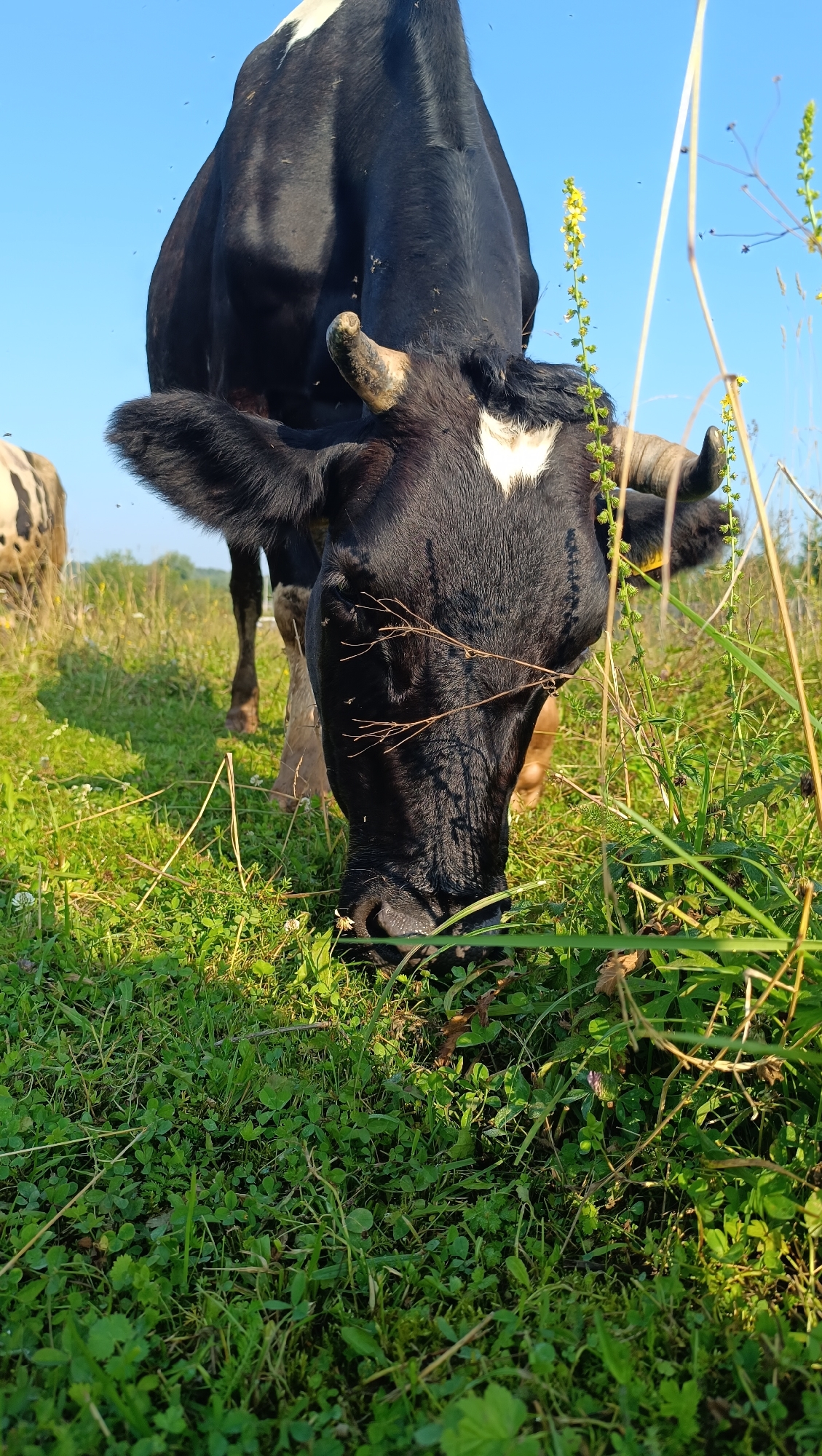 A black and white cow is grazing in a grassy field under a clear blue sky. The cow's head is lowered to the ground as it eats. The field is covered in green grass and small white flowers. Another cow, partially visible, stands in the background to the left. The scene appears to be a rural setting, likely a pasture or meadow. There is no indication of the city of Karsha, Russia, in the image.