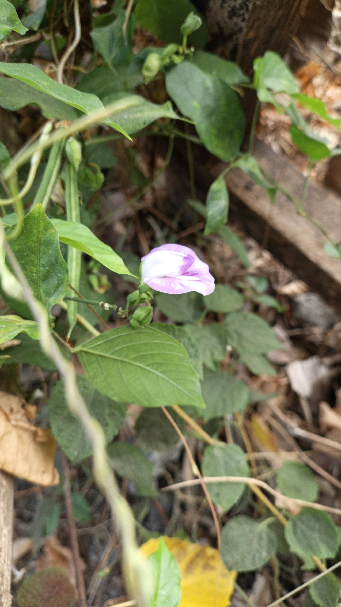 A single, partially open morning glory flower with white and pink petals is centered in the frame, surrounded by lush green foliage. The flower is on a thin stem with small green buds beneath it. The background consists of dry leaves, twigs, and some wooden material, suggesting an outdoor, natural setting. The image appears to be taken in Cikal, Indonesia, though no specific landmarks are visible to pinpoint an exact location within the city. The lighting is soft and natural, and the focus is on the flower, with the surrounding vegetation slightly blurred.