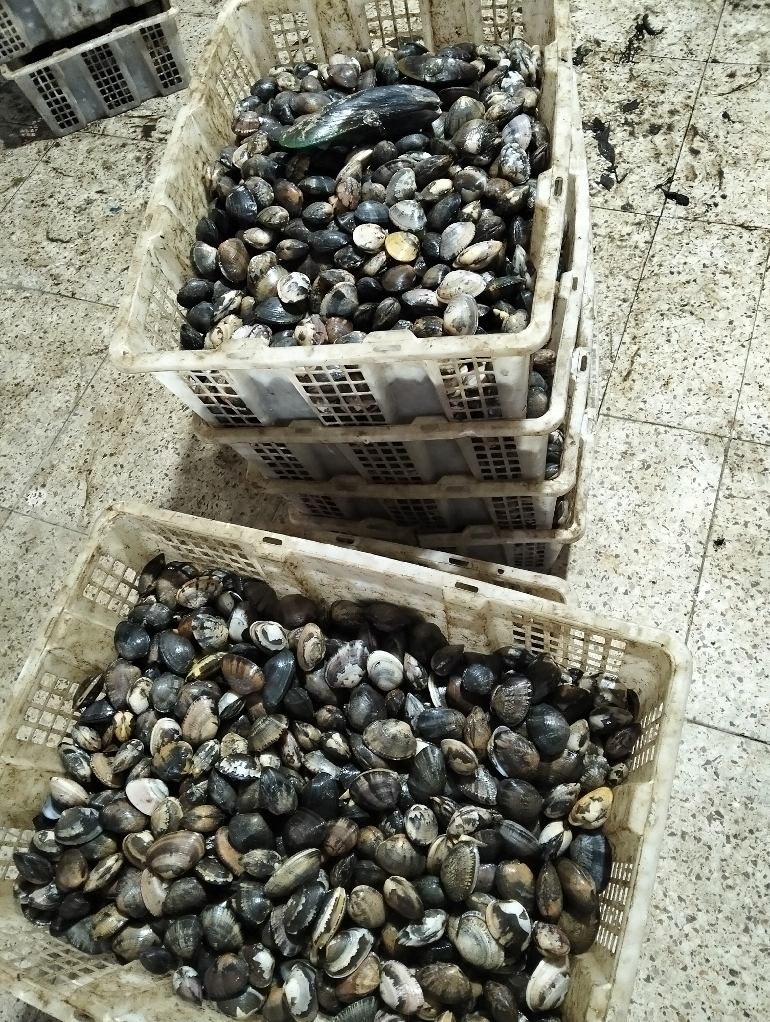 In Muncar, Indonesia, this image captures a collection of plastic crates filled with clams, likely at a fish market or processing facility. The crates are stacked, with the top one in the foreground overflowing with a multitude of clams. These clams vary in size and color, with many exhibiting dark shells, while others have lighter, mottled patterns. Some of the clams appear to be partially open, revealing their interiors. In the upper portion of the foremost crate, a few larger, dark-colored shellfish, possibly mussels or larger clams, are visible. The crates themselves are made of white, perforated plastic, showing signs of wear and dirt. The background consists of a textured tiled floor, which appears slightly damp and stained, suggesting an environment where seafood is handled. There are no people visible in the frame. The overall impression is one of bulk seafood storage or preparation.