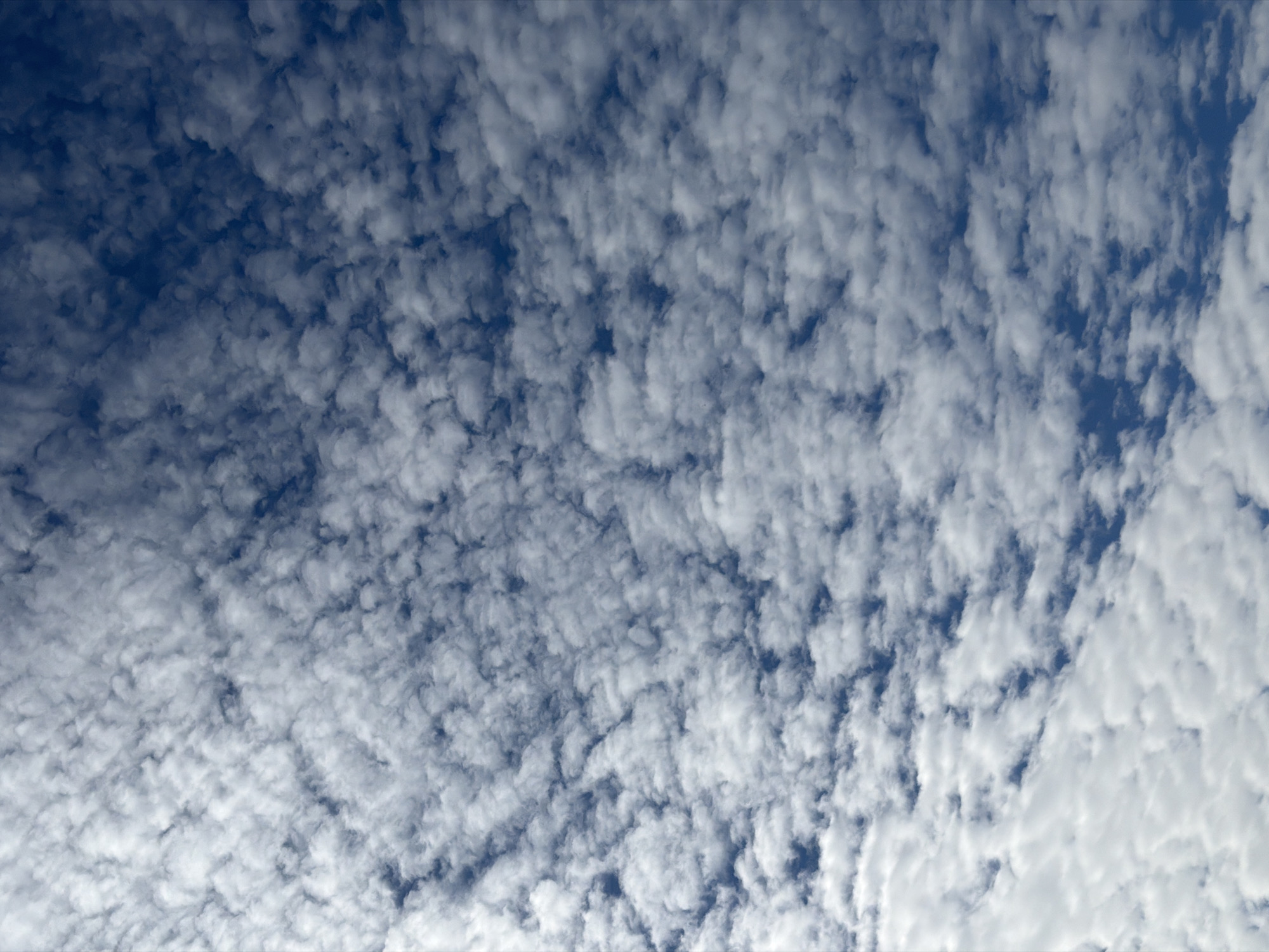 The image displays a clear blue sky predominantly covered by numerous small, fragmented white clouds. These clouds exhibit a pattern consistent with altocumulus or cirrocumulus formations, appearing as a textured, rippled blanket across the entire vertical frame. Patches of dark blue sky are visible between the individual cloud formations. Sunlight illuminates the upper surfaces of the clouds, creating subtle variations in brightness and minor shadows that define their three-dimensional appearance. No discernible land features, structures, or individuals are present. This atmospheric scene is observed over the city of Chaikovsky, Russia.