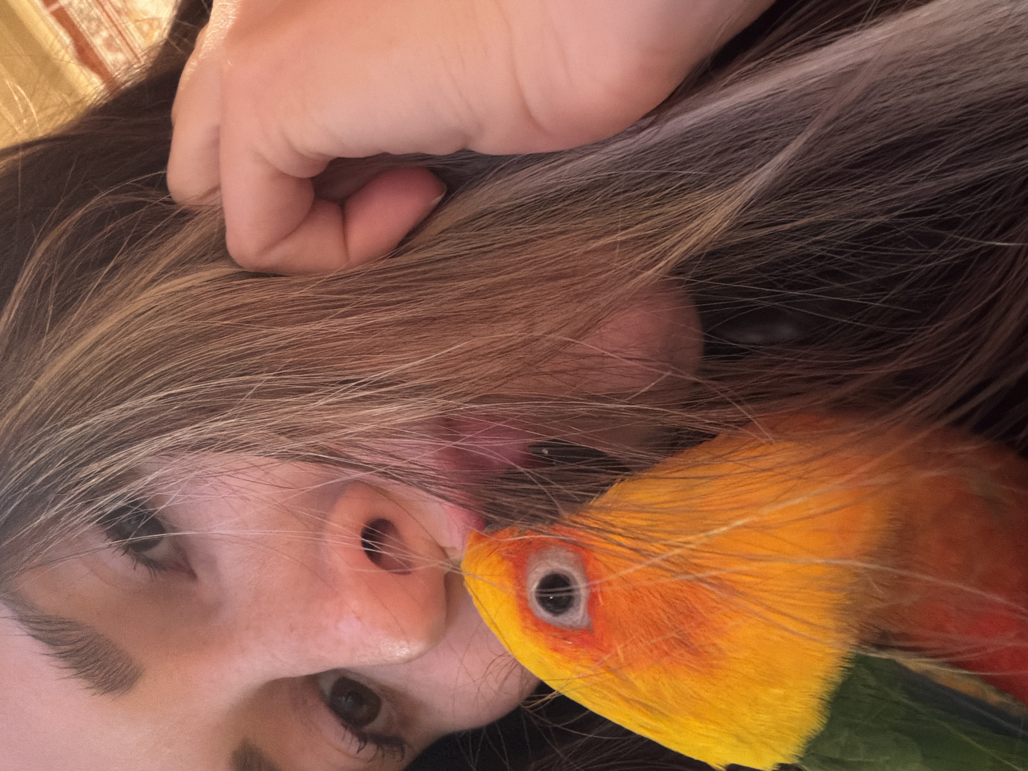 A close-up shot shows a person with light skin and brown hair lying down. Their right hand is near their head, seemingly touching the hair. A bright yellow and orange bird, likely a sun conure, is perched close to the person's face, appearing to nibble at their nose. The background is slightly blurred, but suggests an indoor setting. There is no information about the location of the city of Khimki, Russia in the picture.